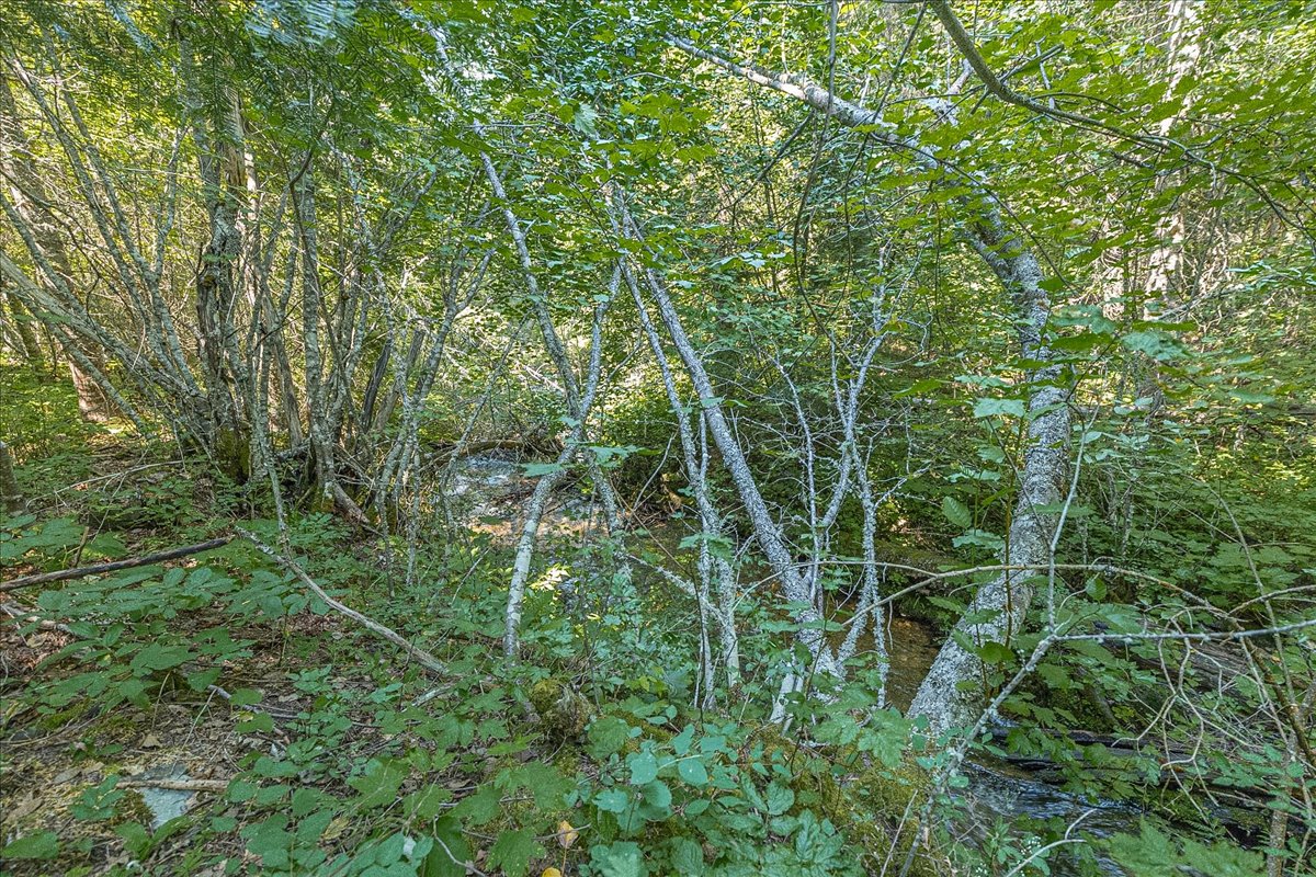 2236 Griffith Creek Road Property Photo 84