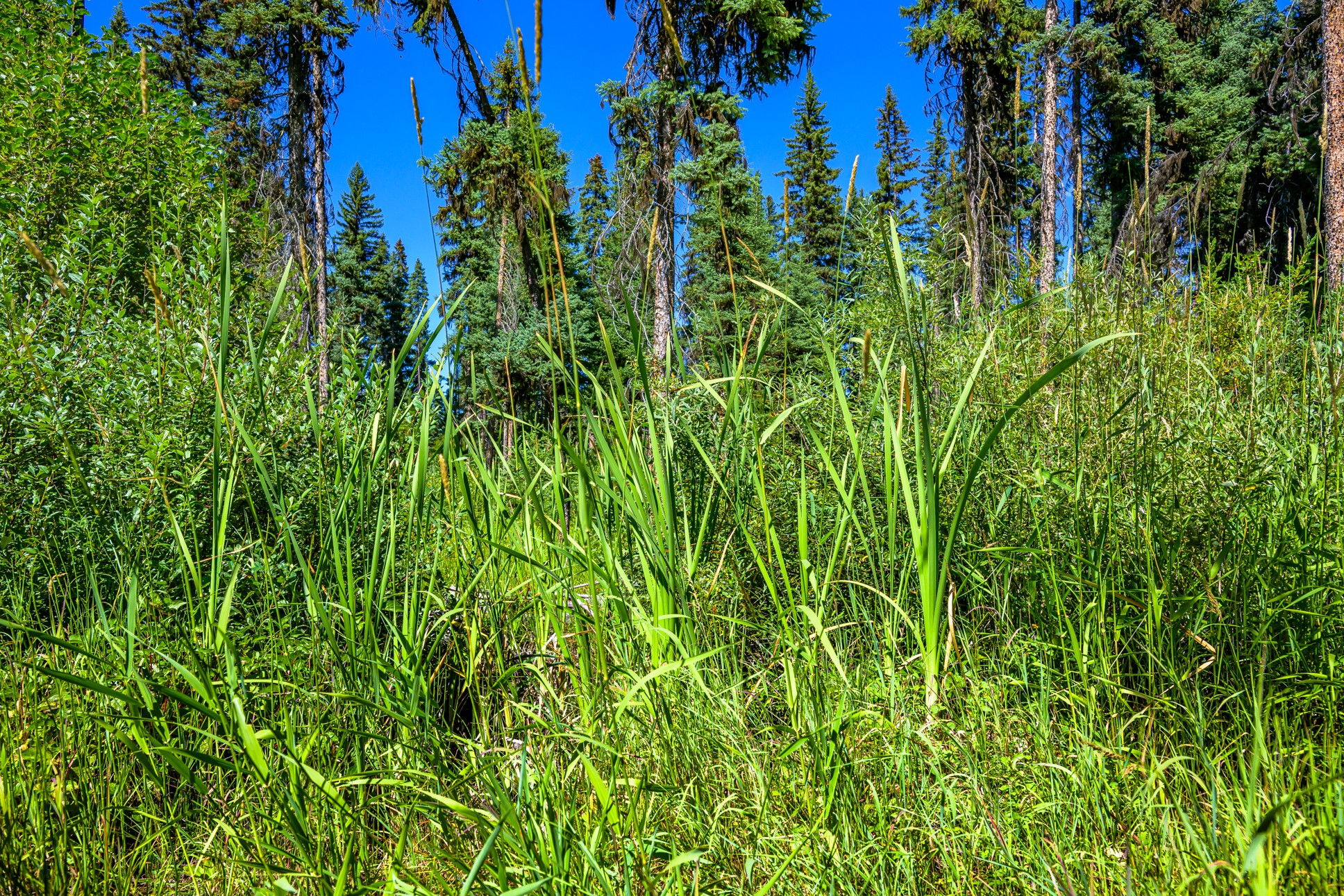 Nhn Route 83 Property Photo 10