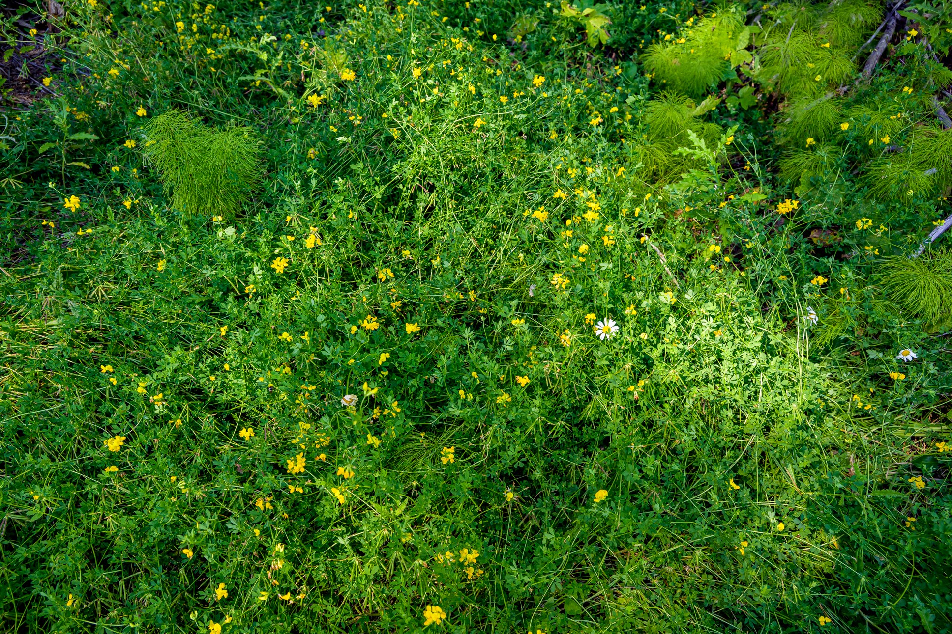 Nhn Route 83 Property Photo 12