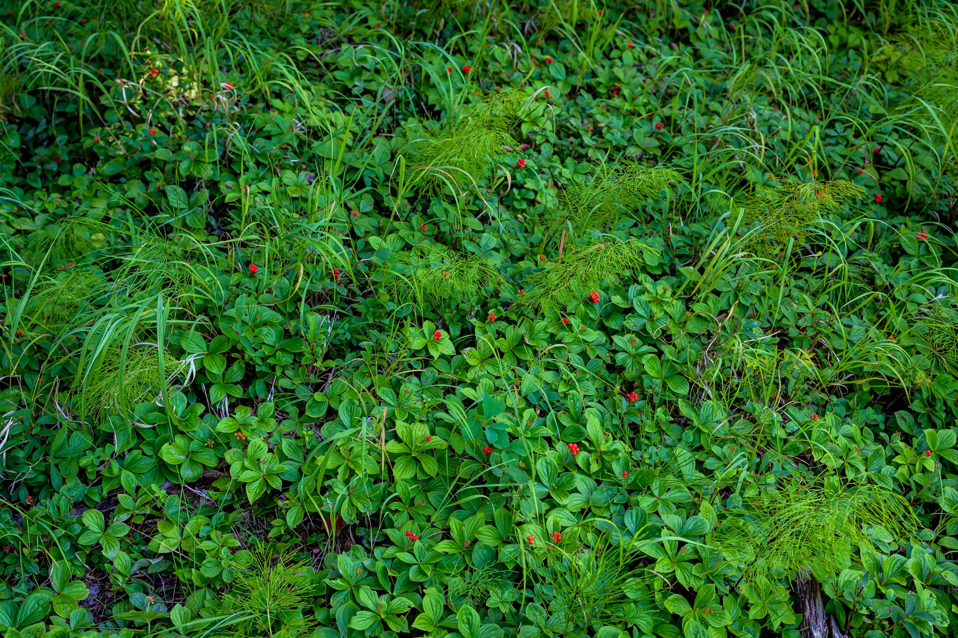 Nhn Route 83 Property Photo 15