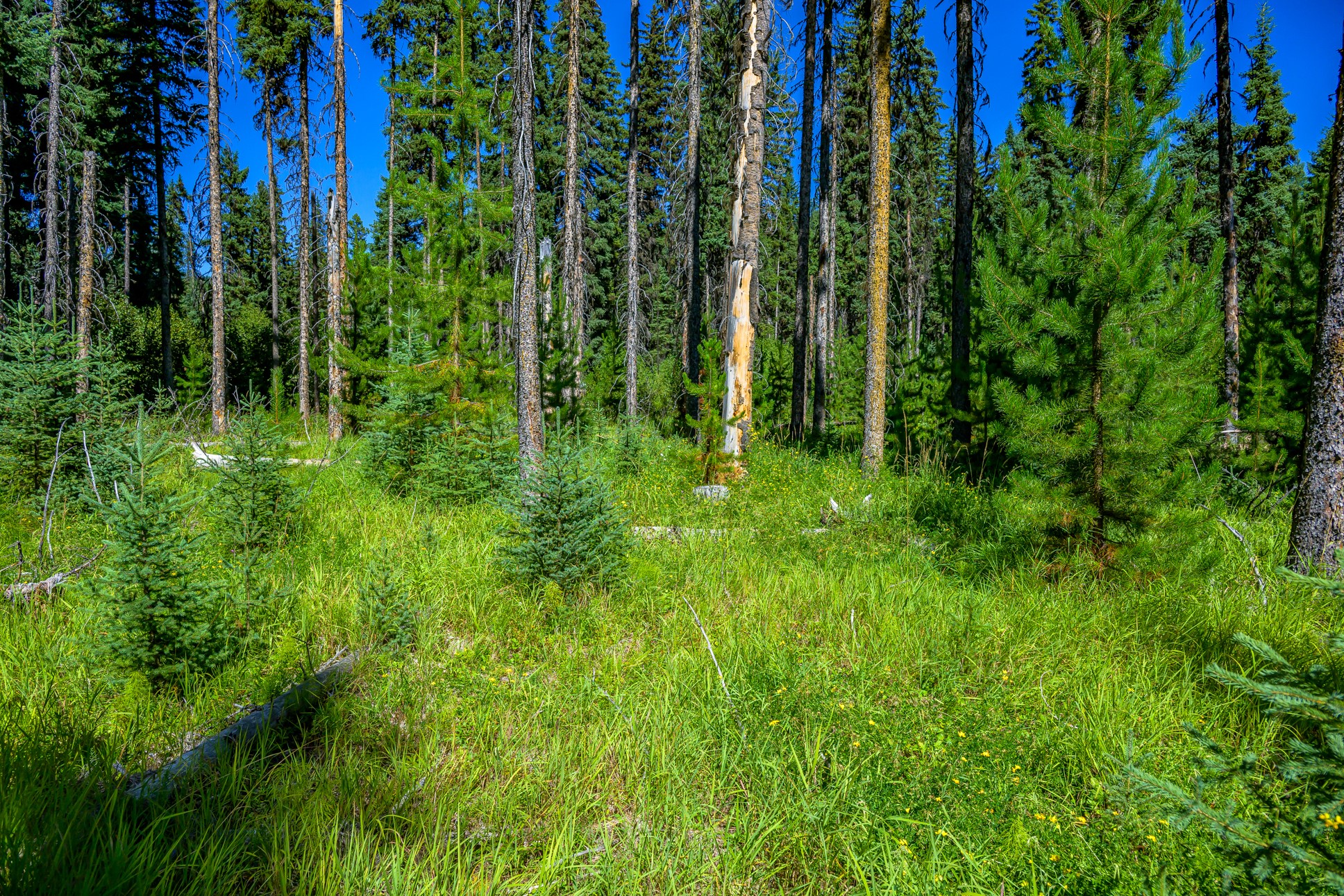 Nhn Route 83 Property Photo 16