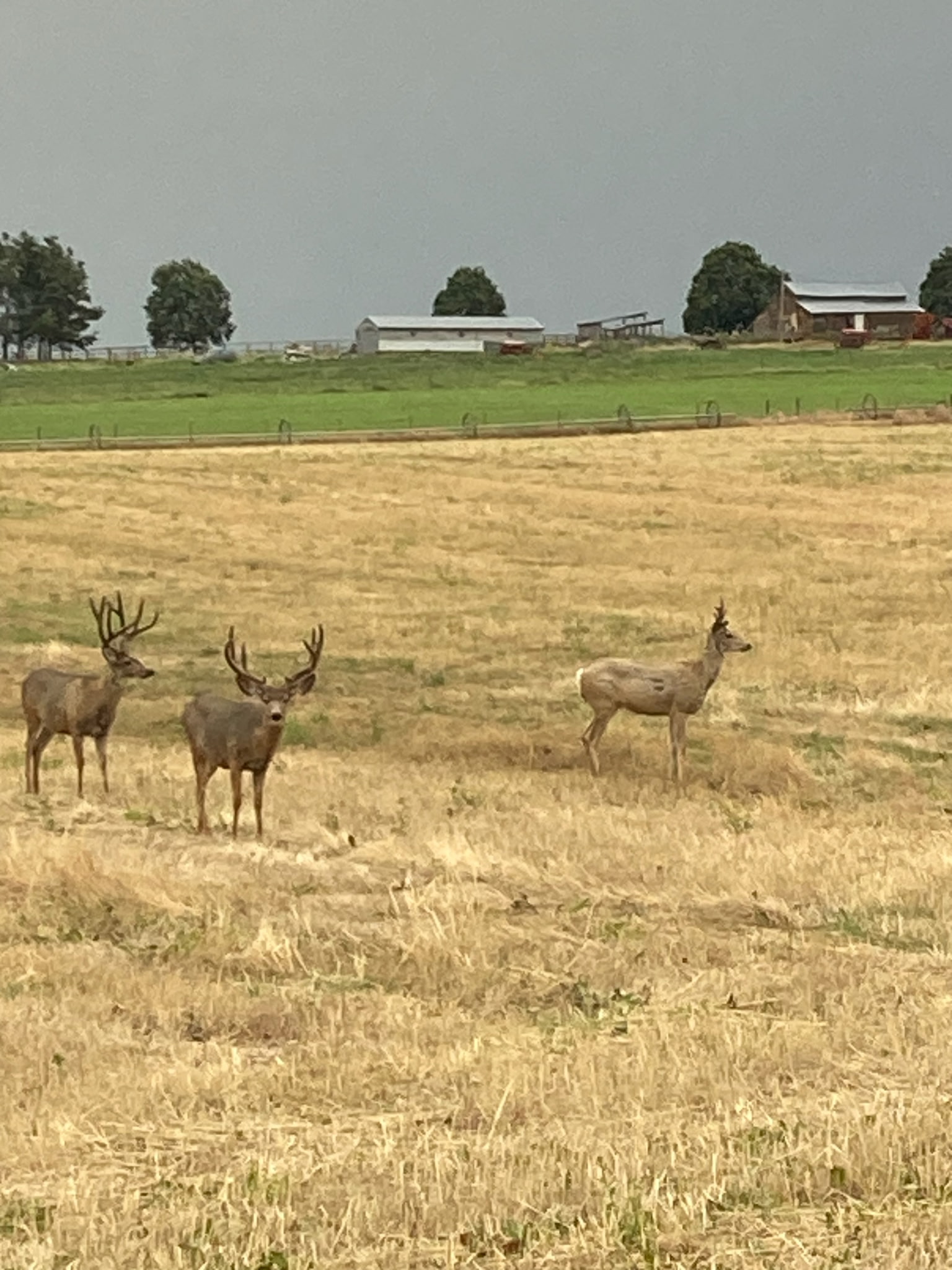 Nhn Ridgeback Road Property Photo 31