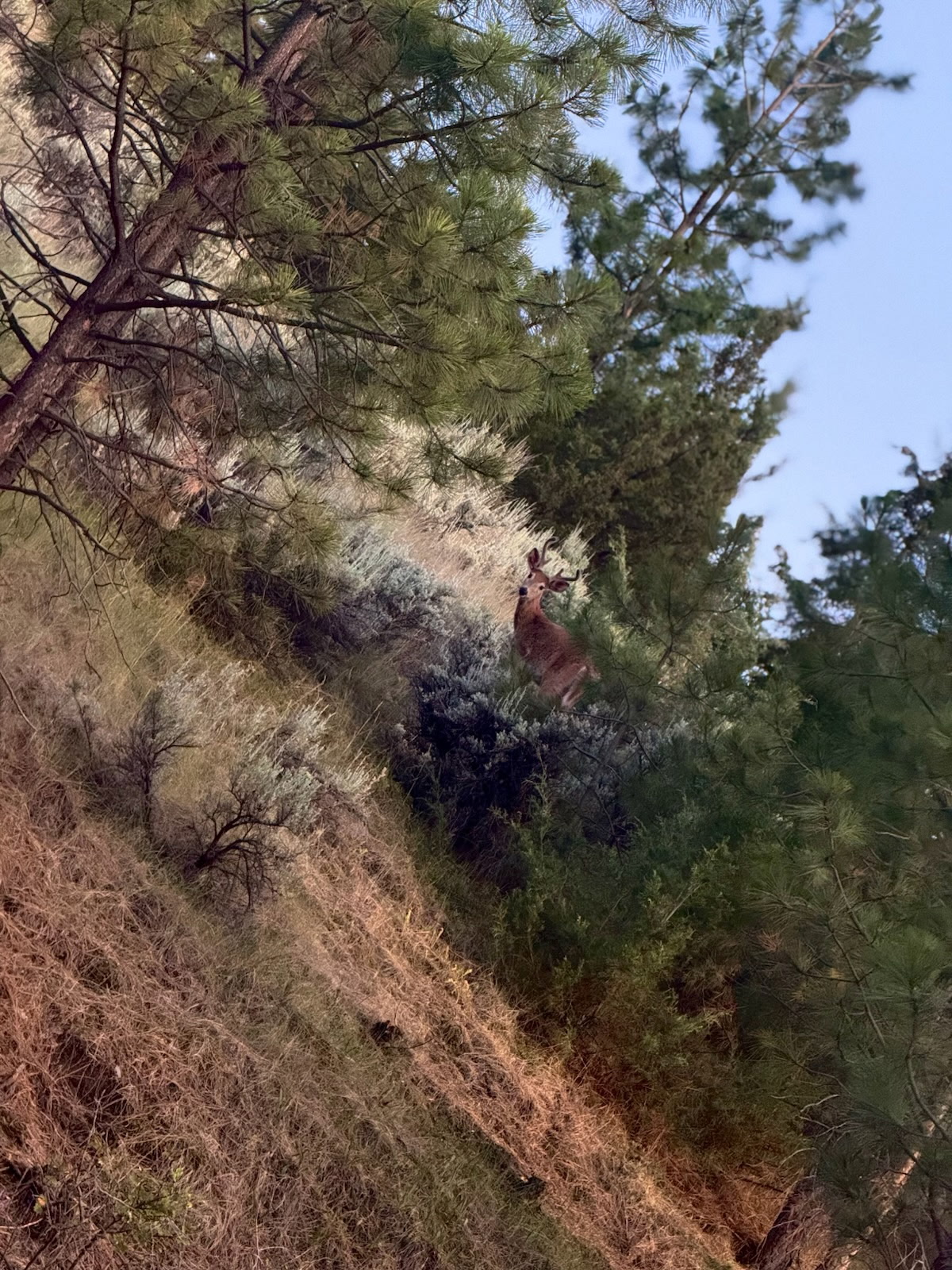 Nhn Ridgeback Road Property Photo 32