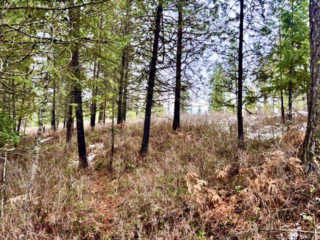 2517 Mossy Rock Court Property Photo 8