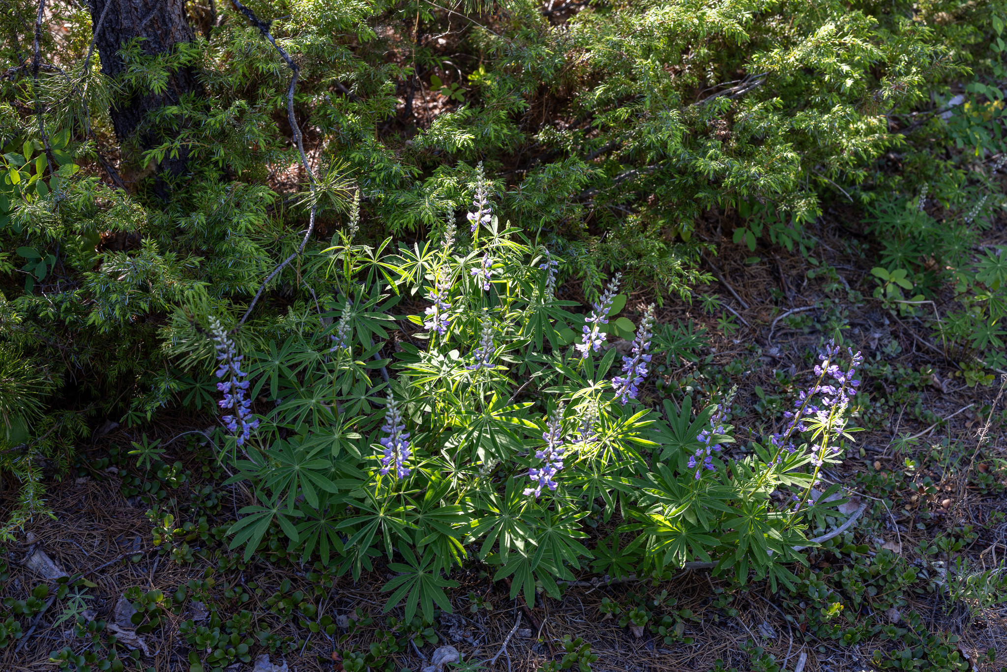 699 Glacier-elk Creek Road Property Photo 73