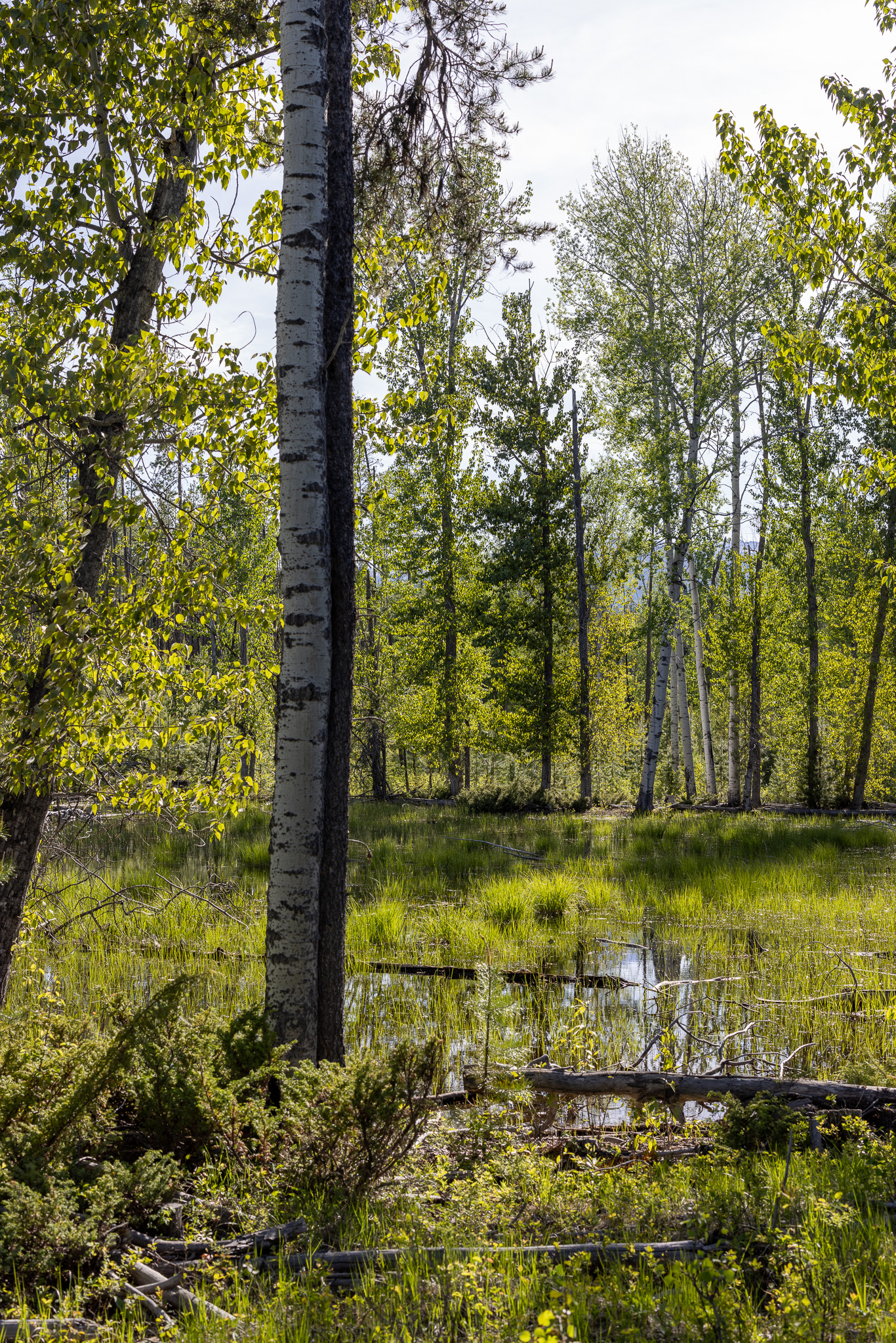 699 Glacier-elk Creek Road Property Photo 74