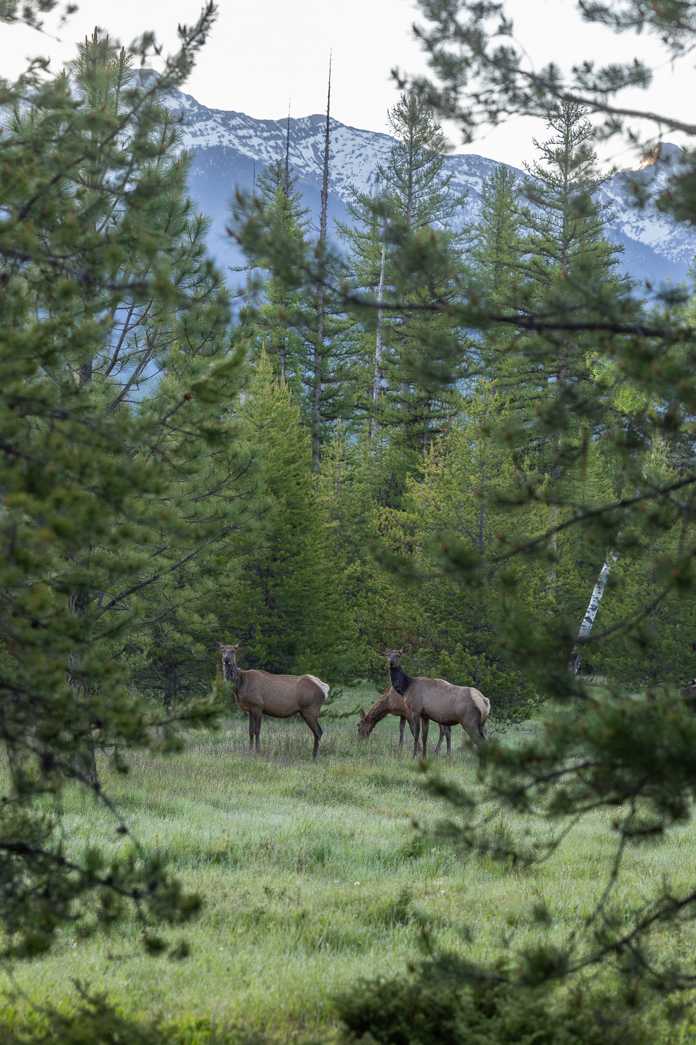 699 Glacier-elk Creek Road Property Photo 87