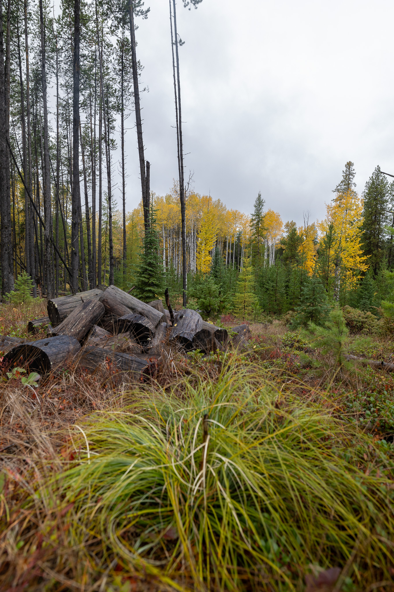 699 Glacier-elk Creek Road Property Photo 100