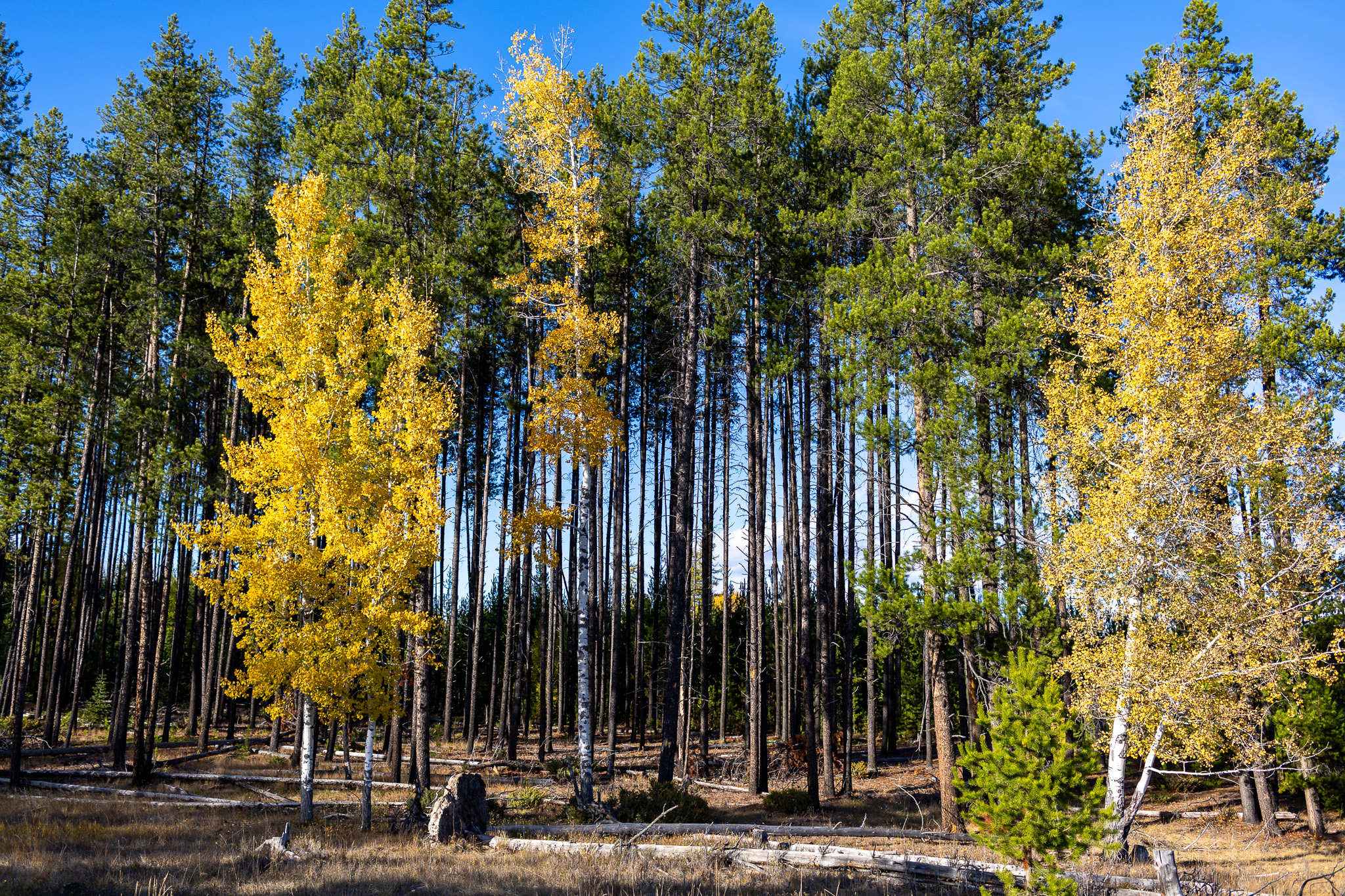 699 Glacier-elk Creek Road Property Photo 108