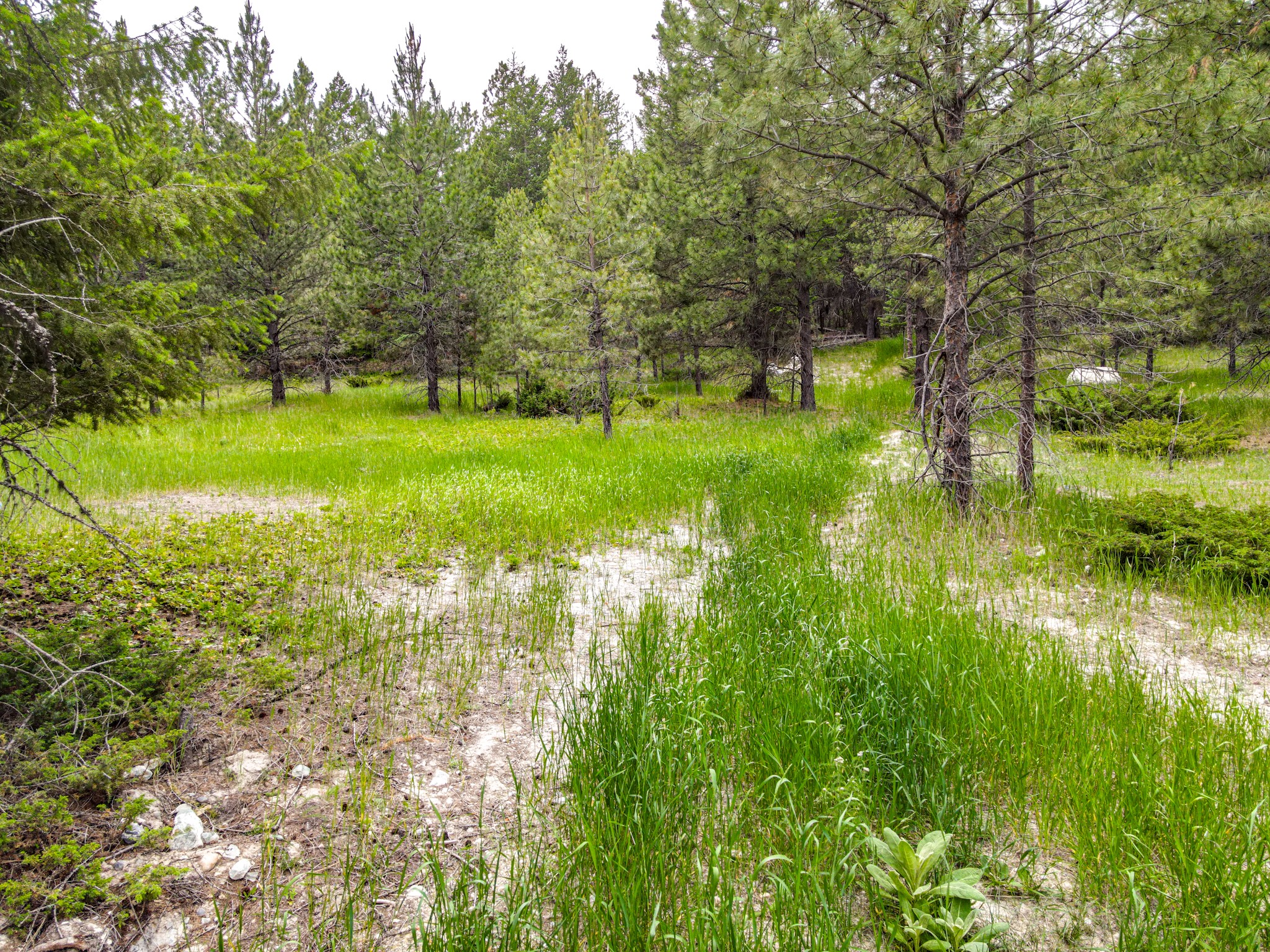 546 Bald Rock Road Property Photo 21