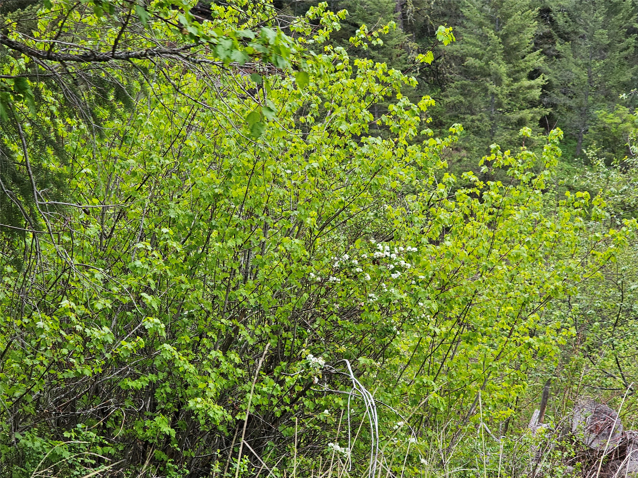 18866 Copper Ridge Trail Property Photo 13