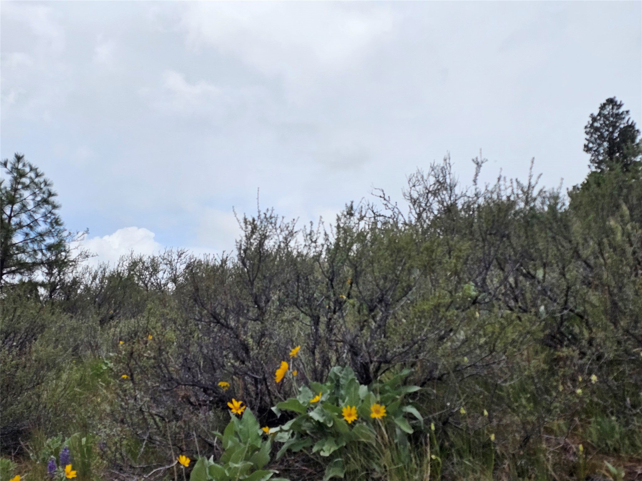 18866 Copper Ridge Trail Property Photo 68
