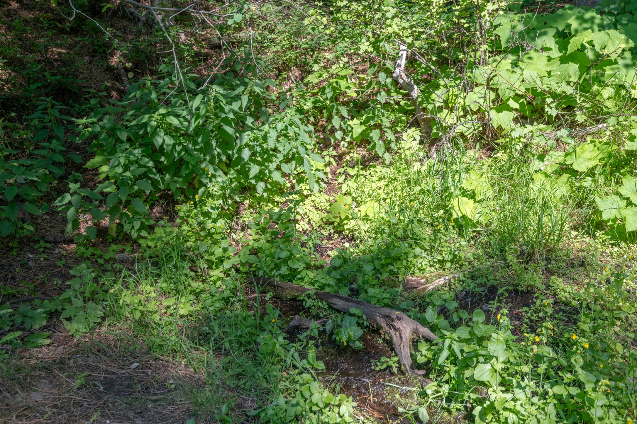 18866 Copper Ridge Trail Property Photo 124