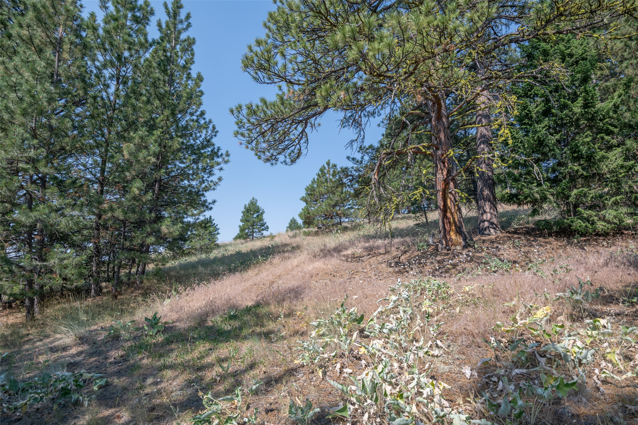 18866 Copper Ridge Trail Property Photo 136