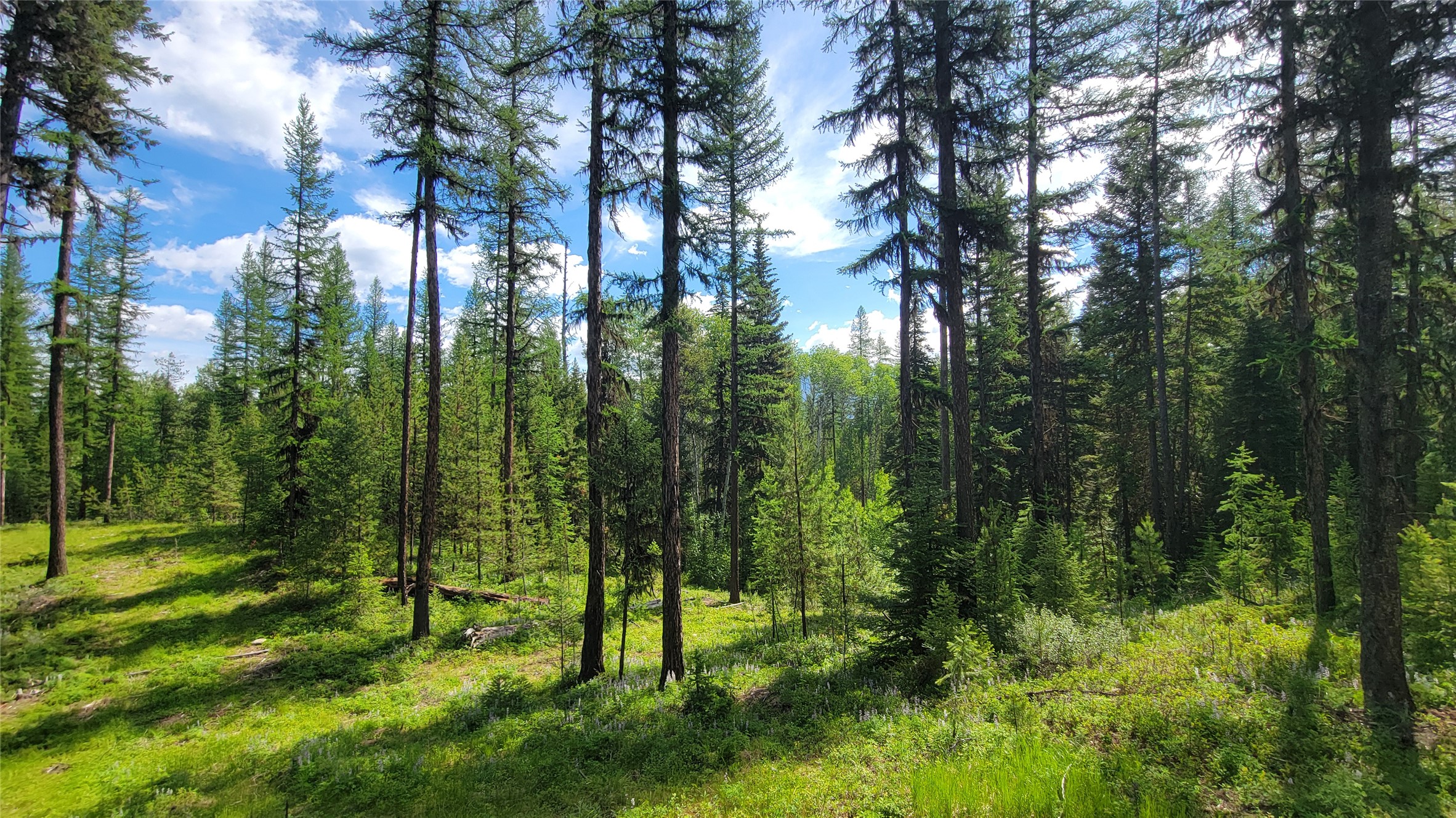 34477 Shay Lake Road Property Photo 5