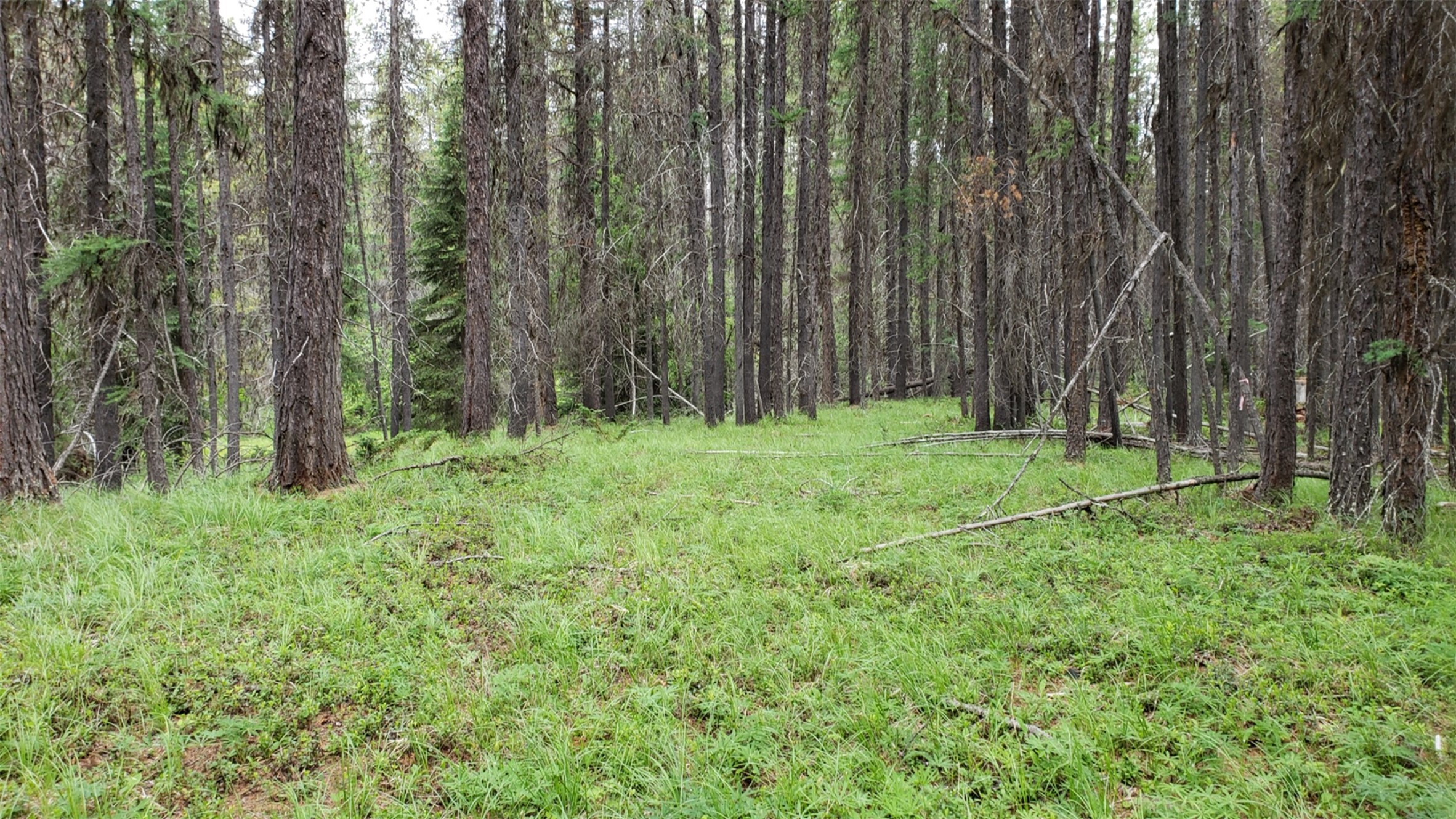 Nhn N Fork Yaak Road Property Photo 12