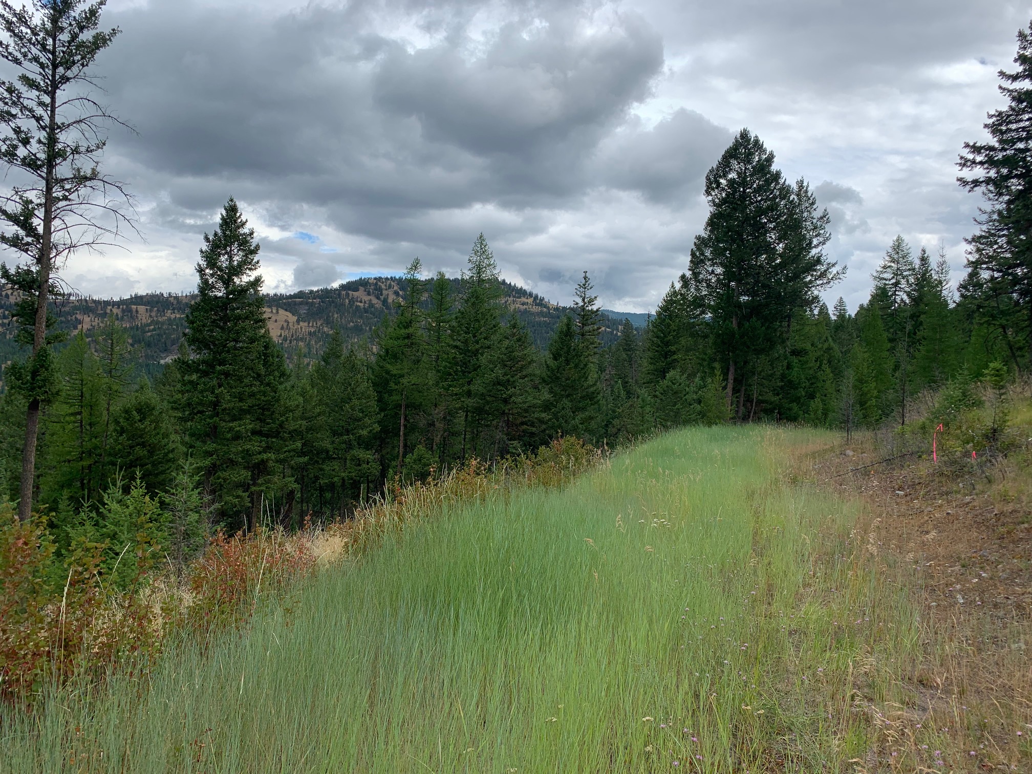 Tract 11 Whitetail Ridge Property Photo 2