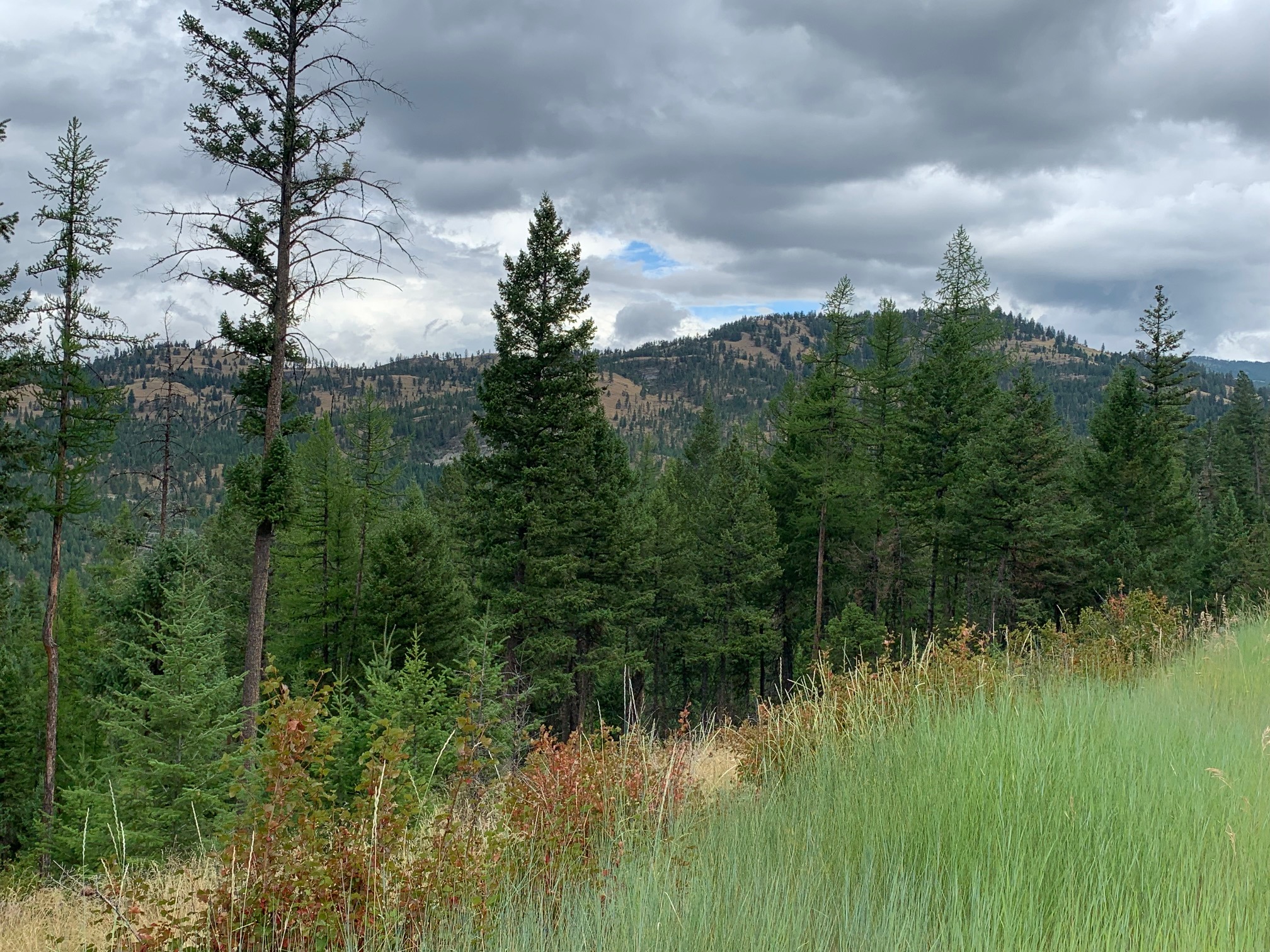 Tract 11 Whitetail Ridge Property Photo 3