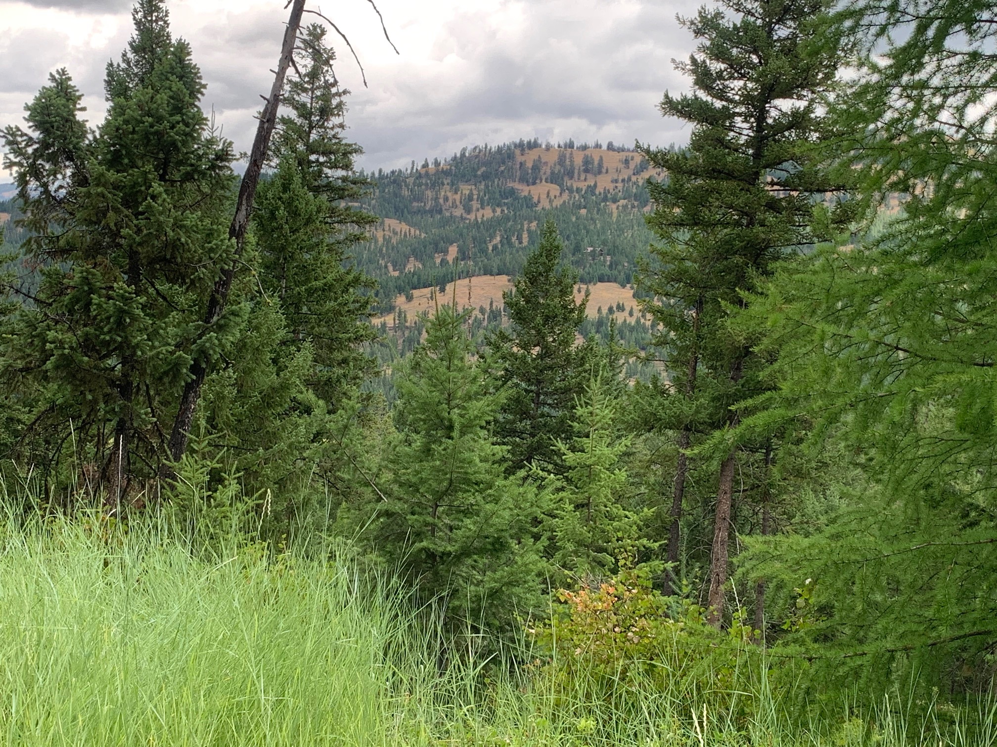 Tract 11 Whitetail Ridge Property Photo 5