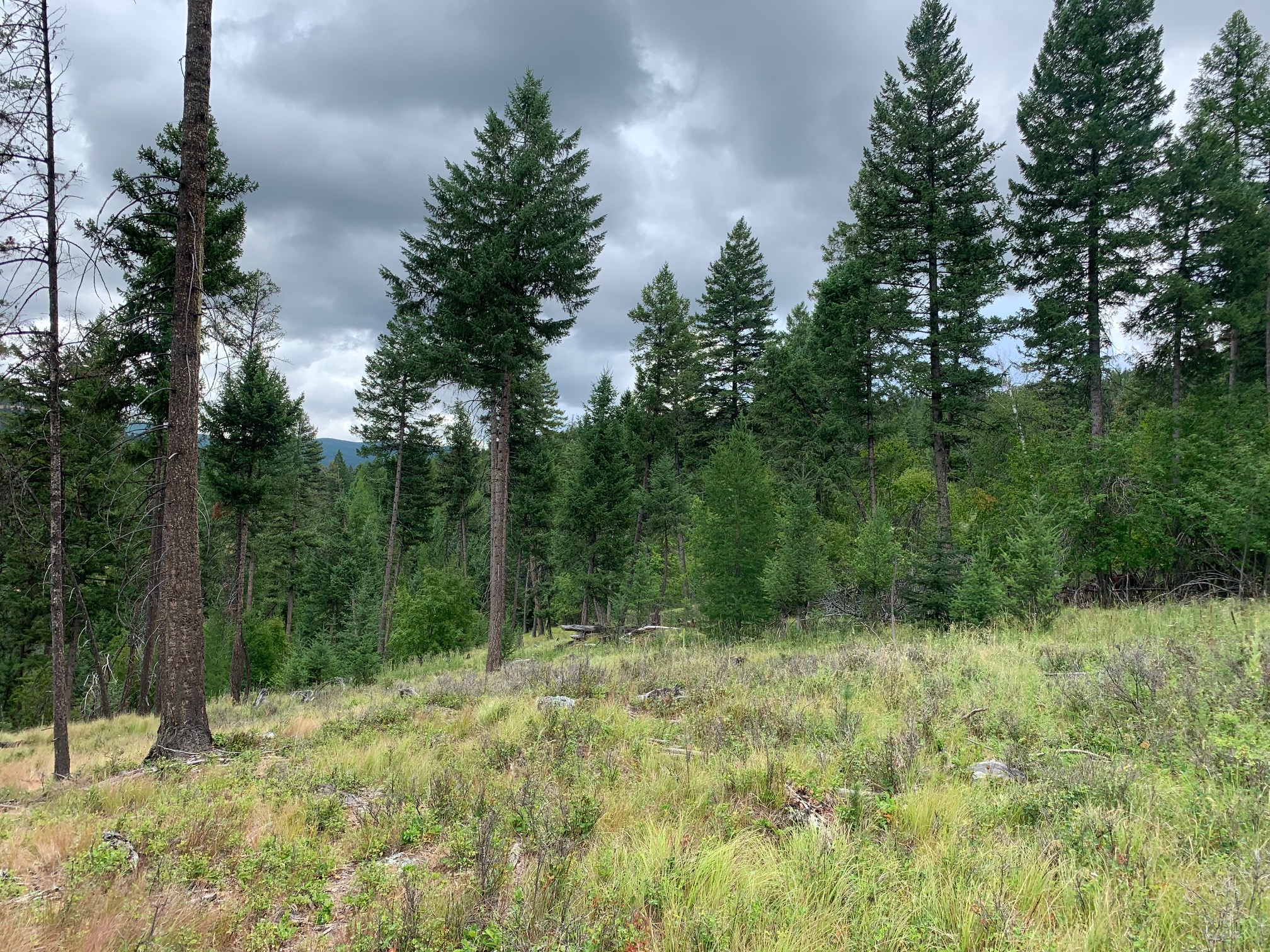 Tract 11 Whitetail Ridge Property Photo 6
