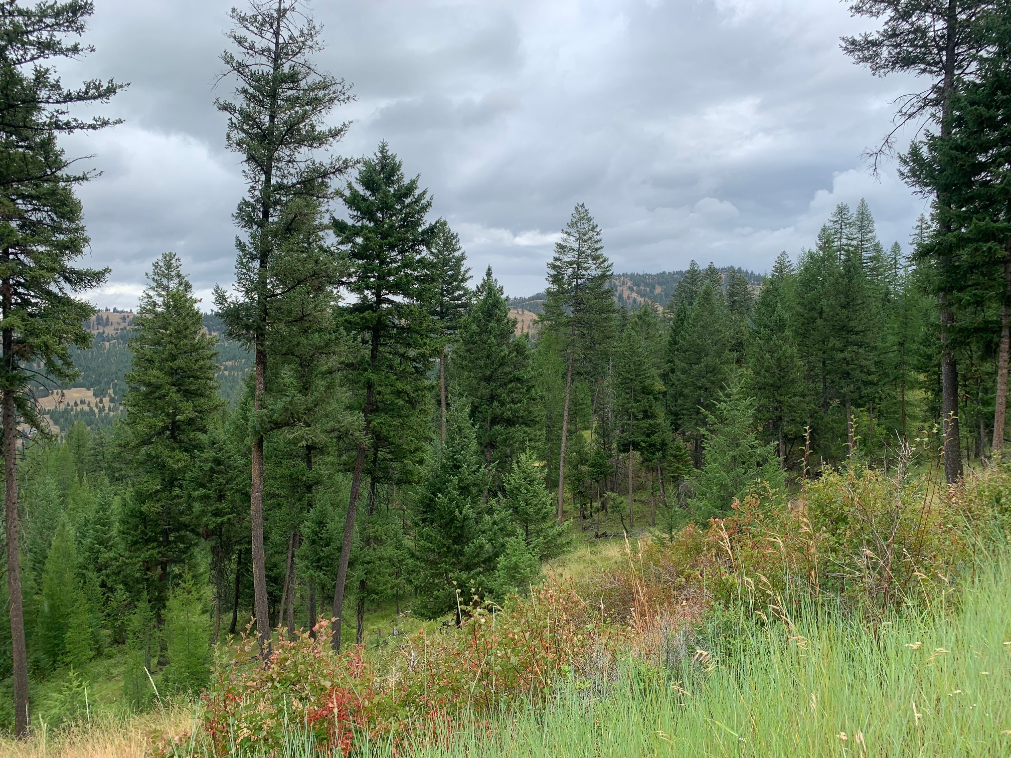 Tract 11 Whitetail Ridge Property Photo 9