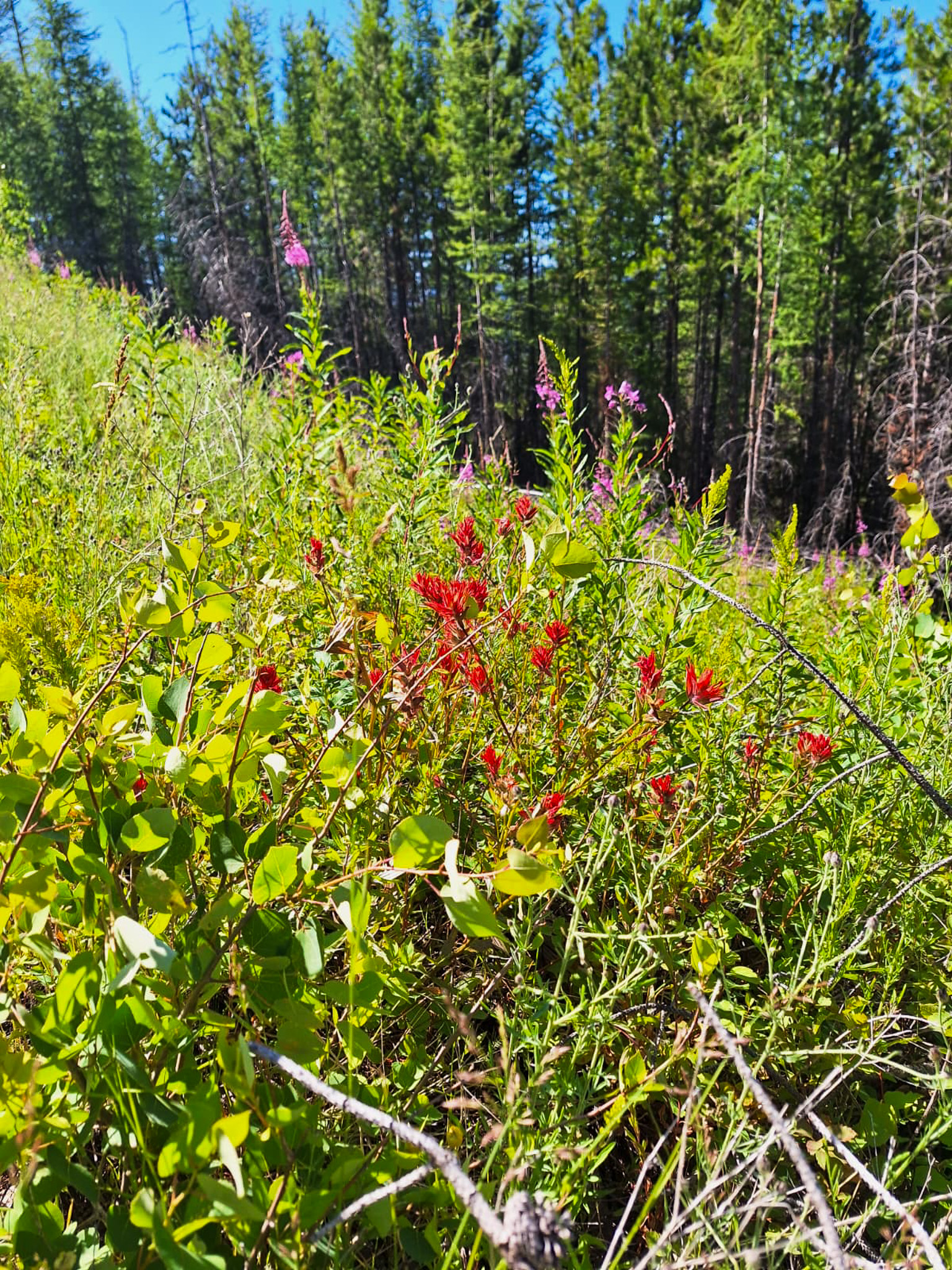 Lolo Peak Shadows Property Photo 19