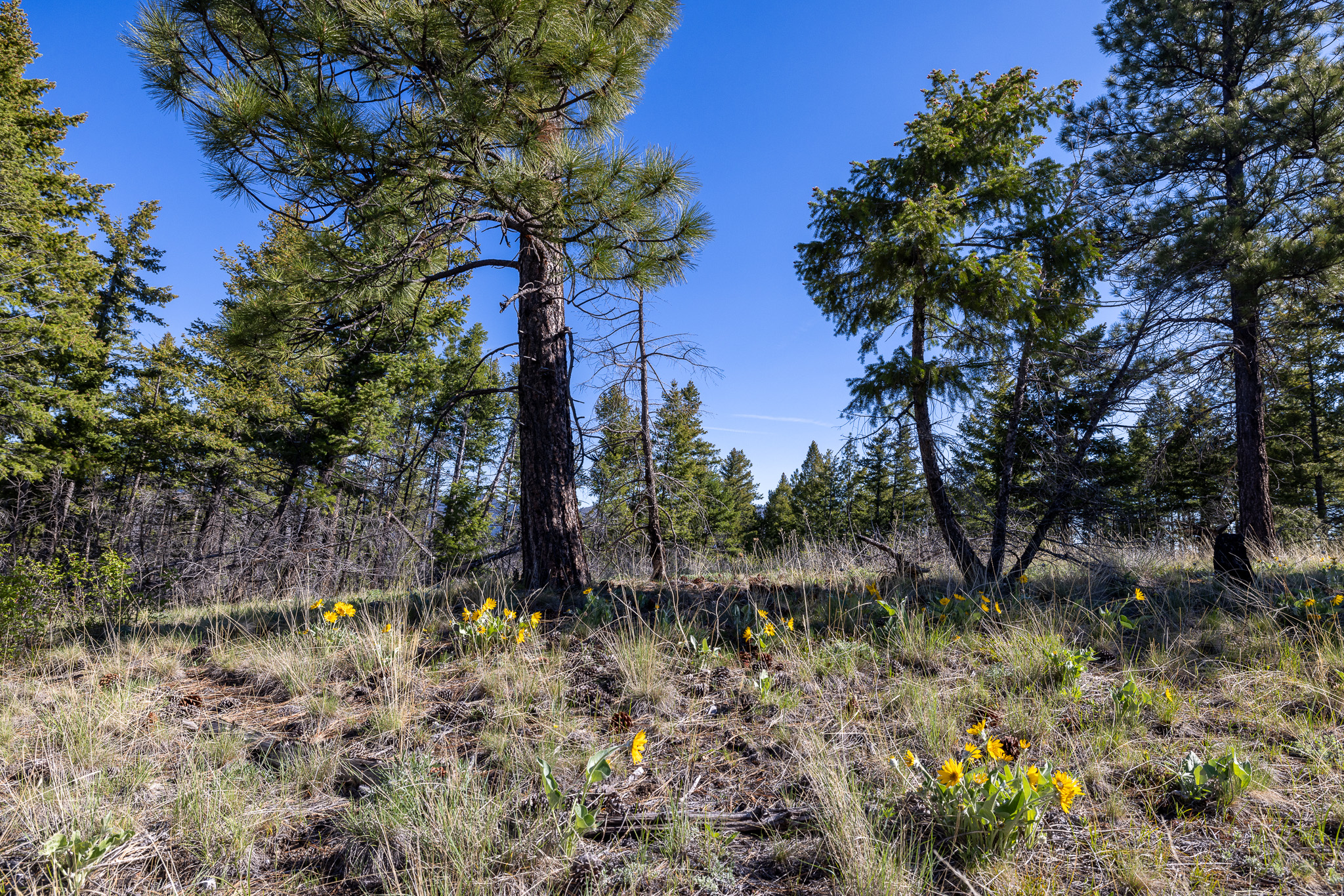 Lolo Peak Shadows Property Photo 42