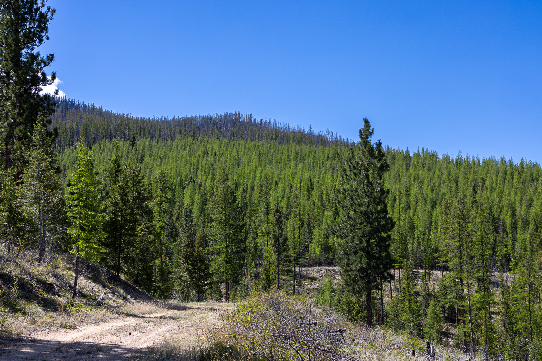 Lolo Peak Shadows Property Photo 54
