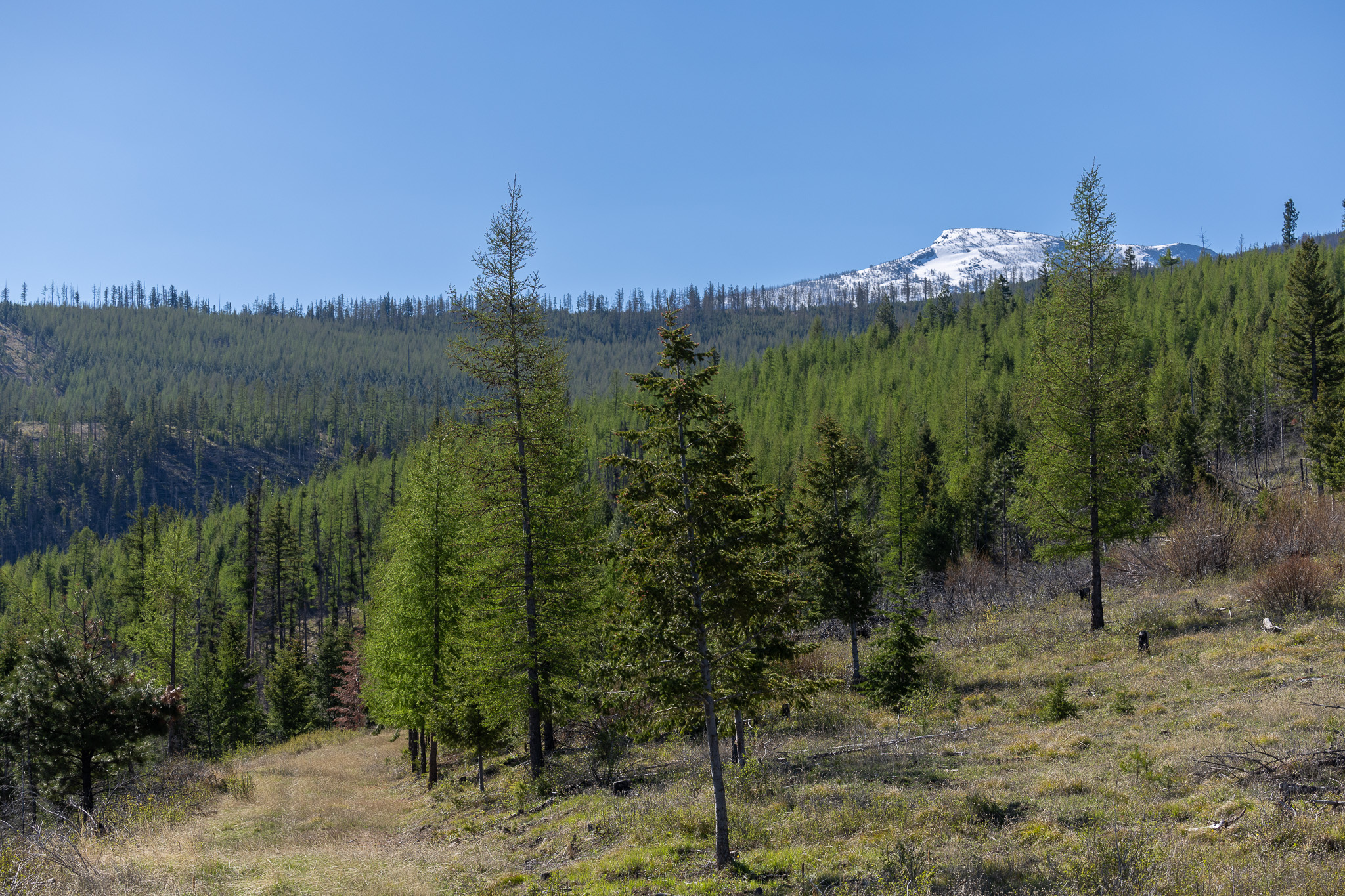 Lolo Peak Shadows Property Photo 66