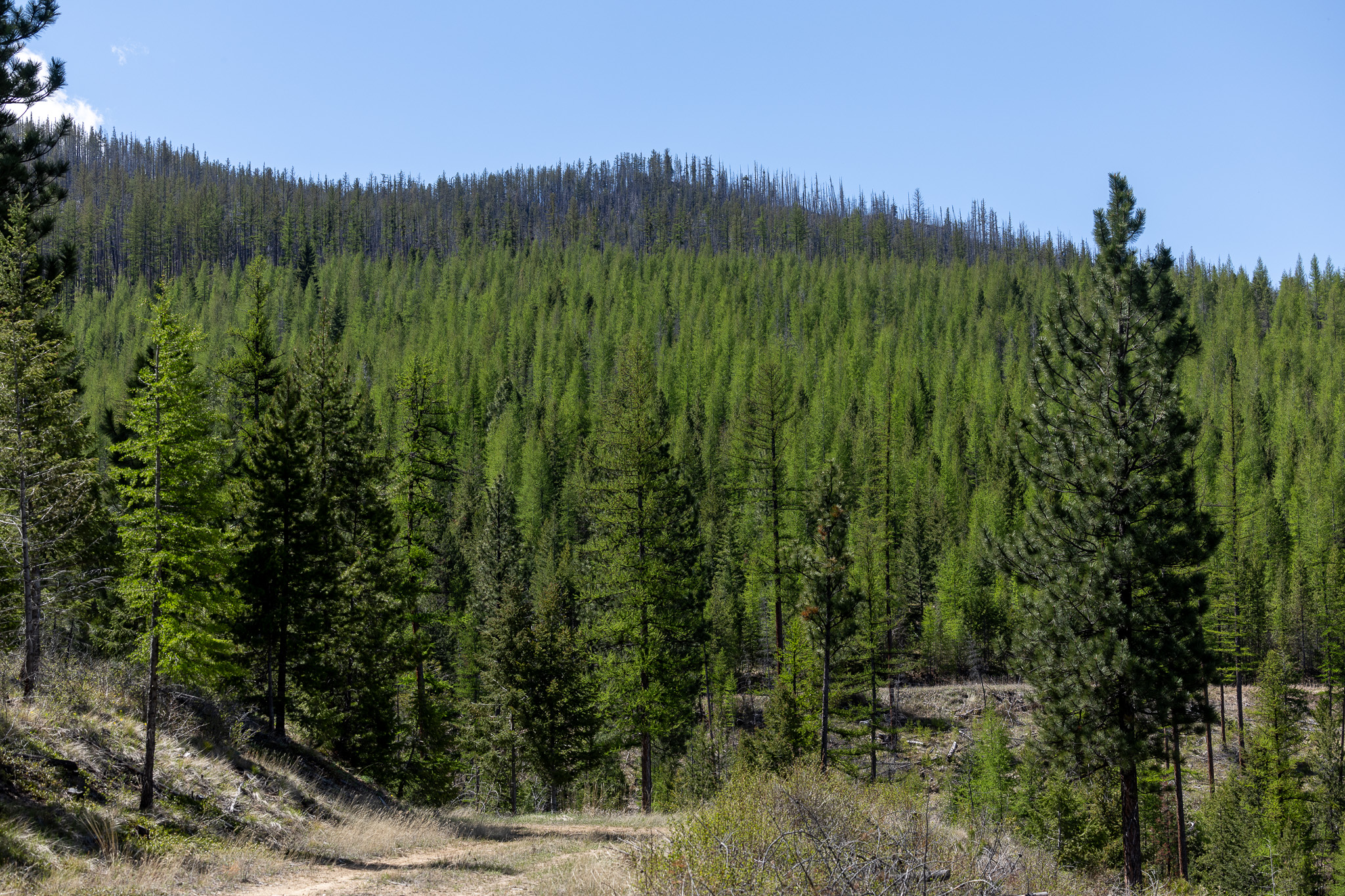 Lolo Peak Shadows Property Photo 71