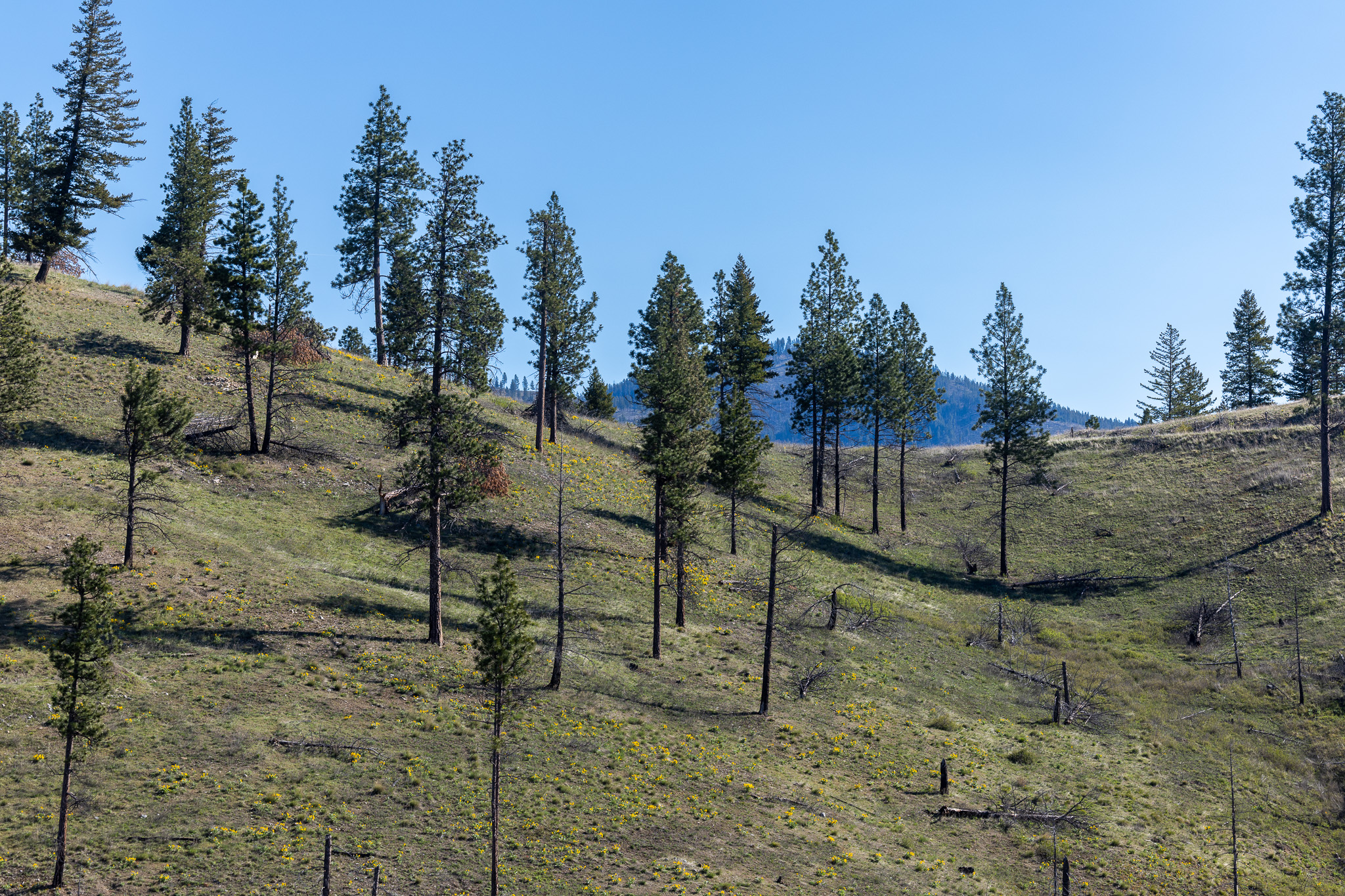 Lolo Peak Shadows Property Photo 77