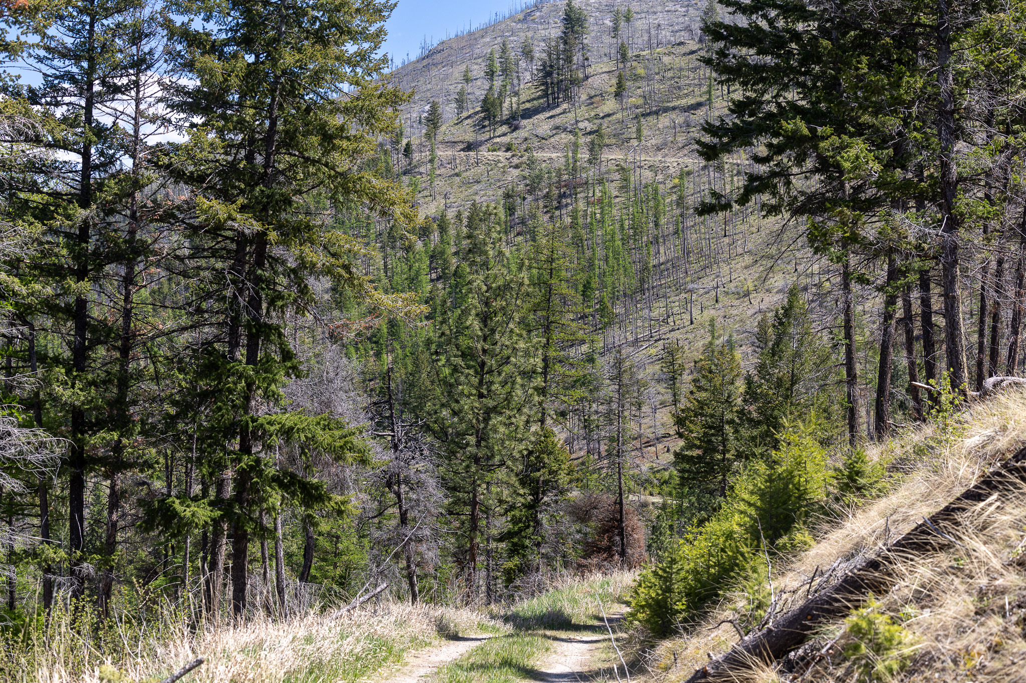 Lolo Peak Shadows Property Photo 87