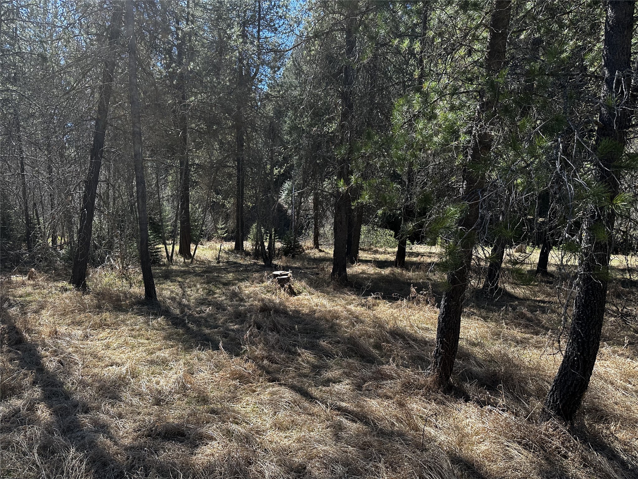 186 Tailback Road Property Photo 5