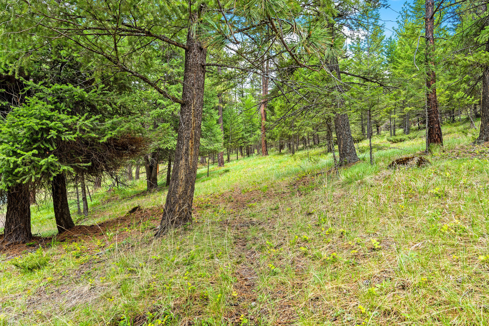 147 Lobo Trail Property Photo 51