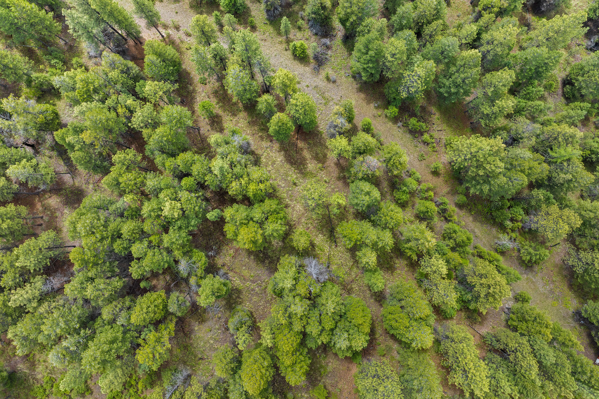 147 Lobo Trail Property Photo 52