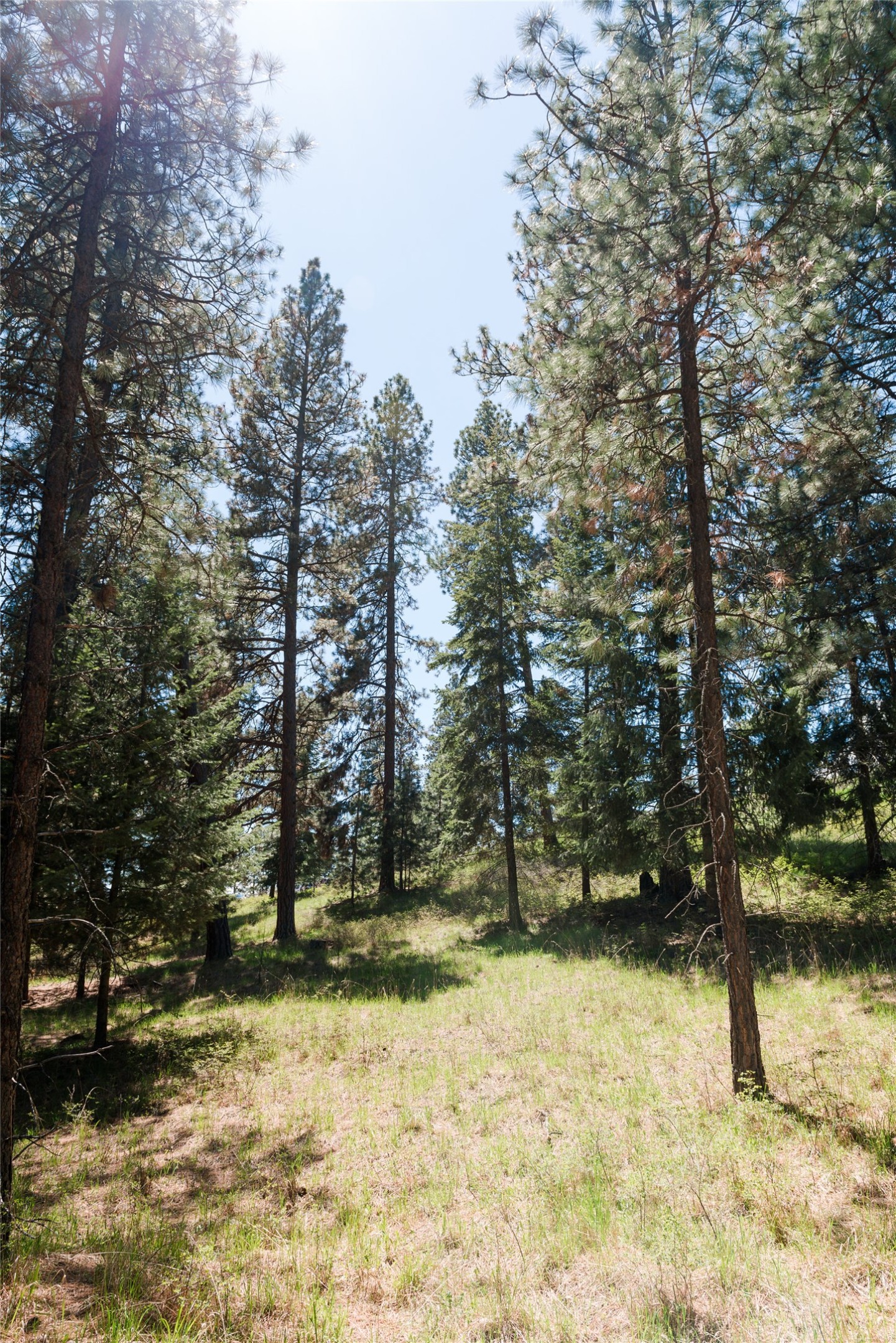 37 Red Tail Ridge Property Photo 5