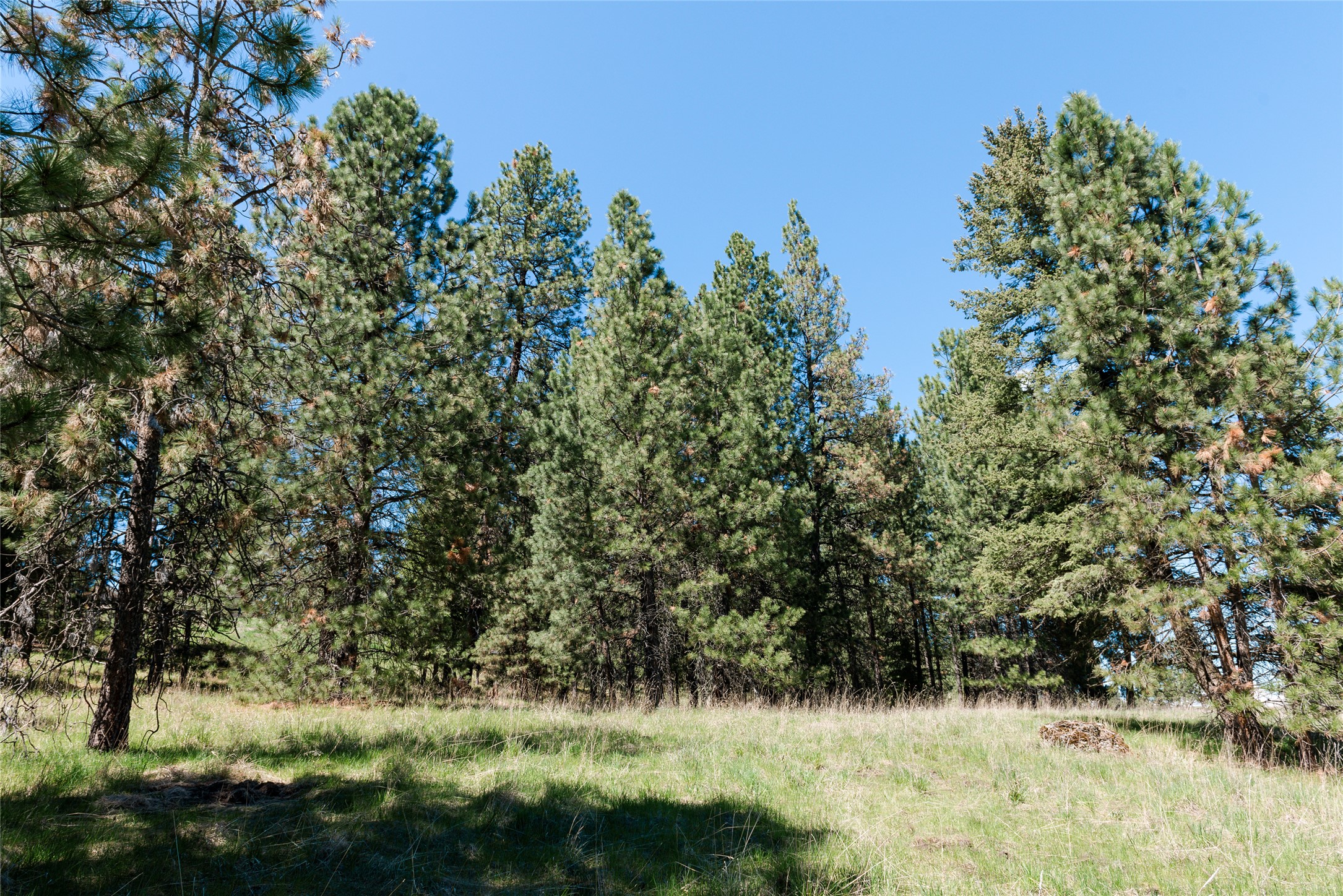 37 Red Tail Ridge Property Photo 8