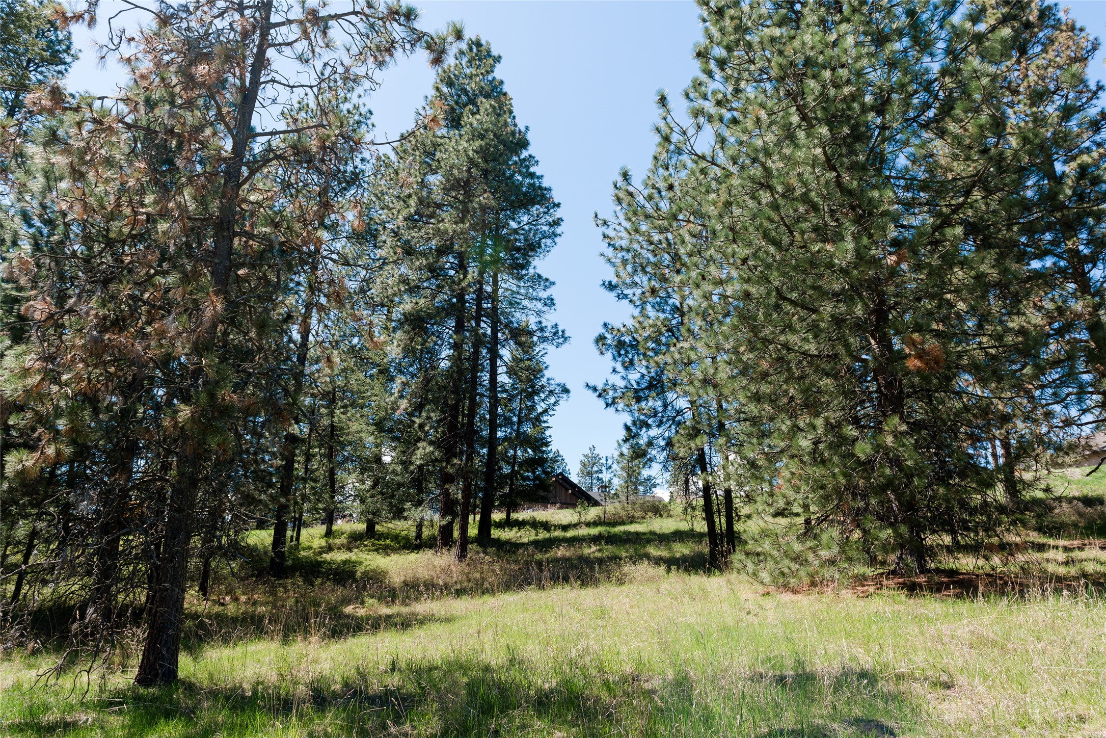 37 Red Tail Ridge Property Photo 9