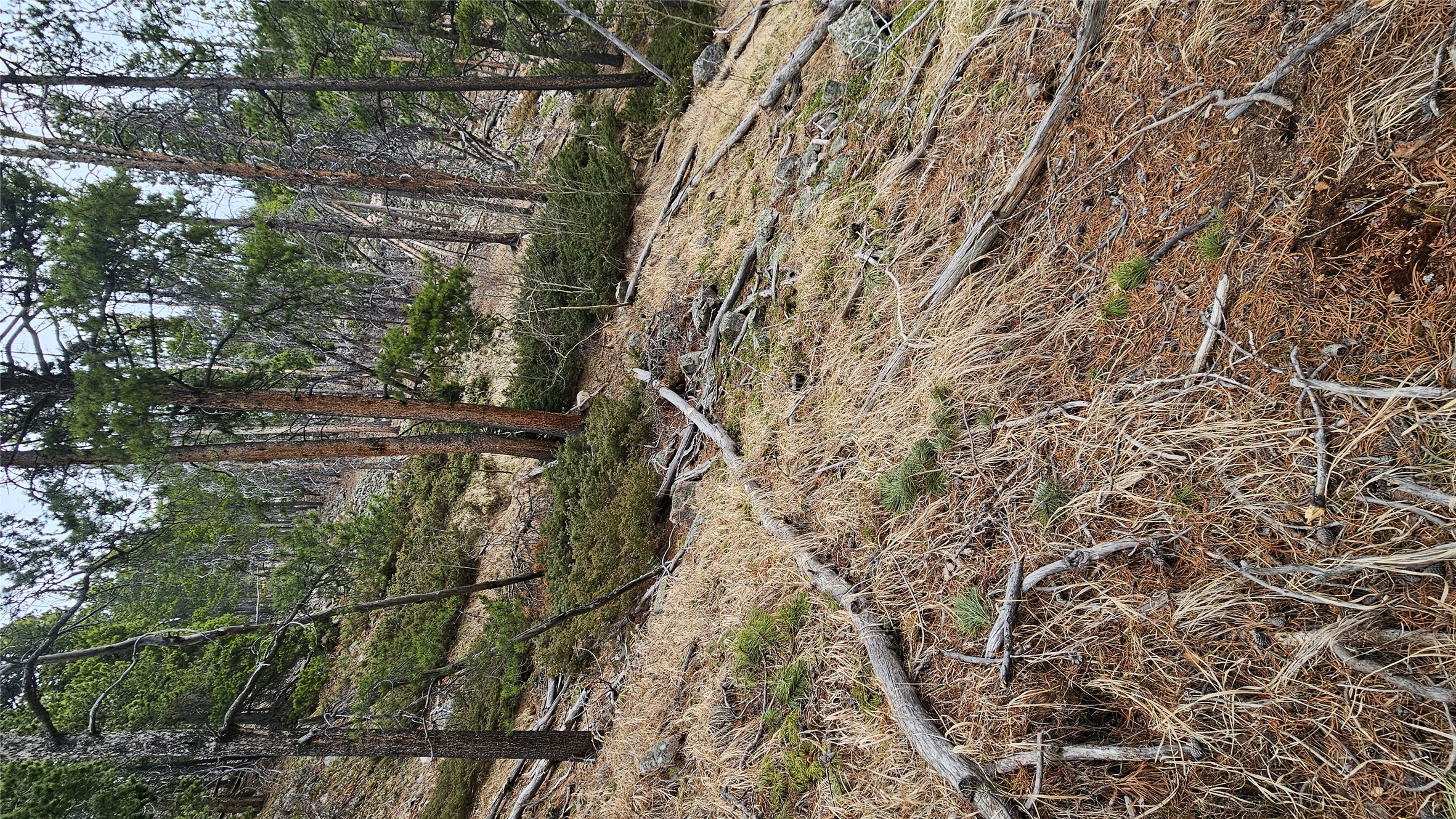 Nhn Bonanza Chief Property Photo 1