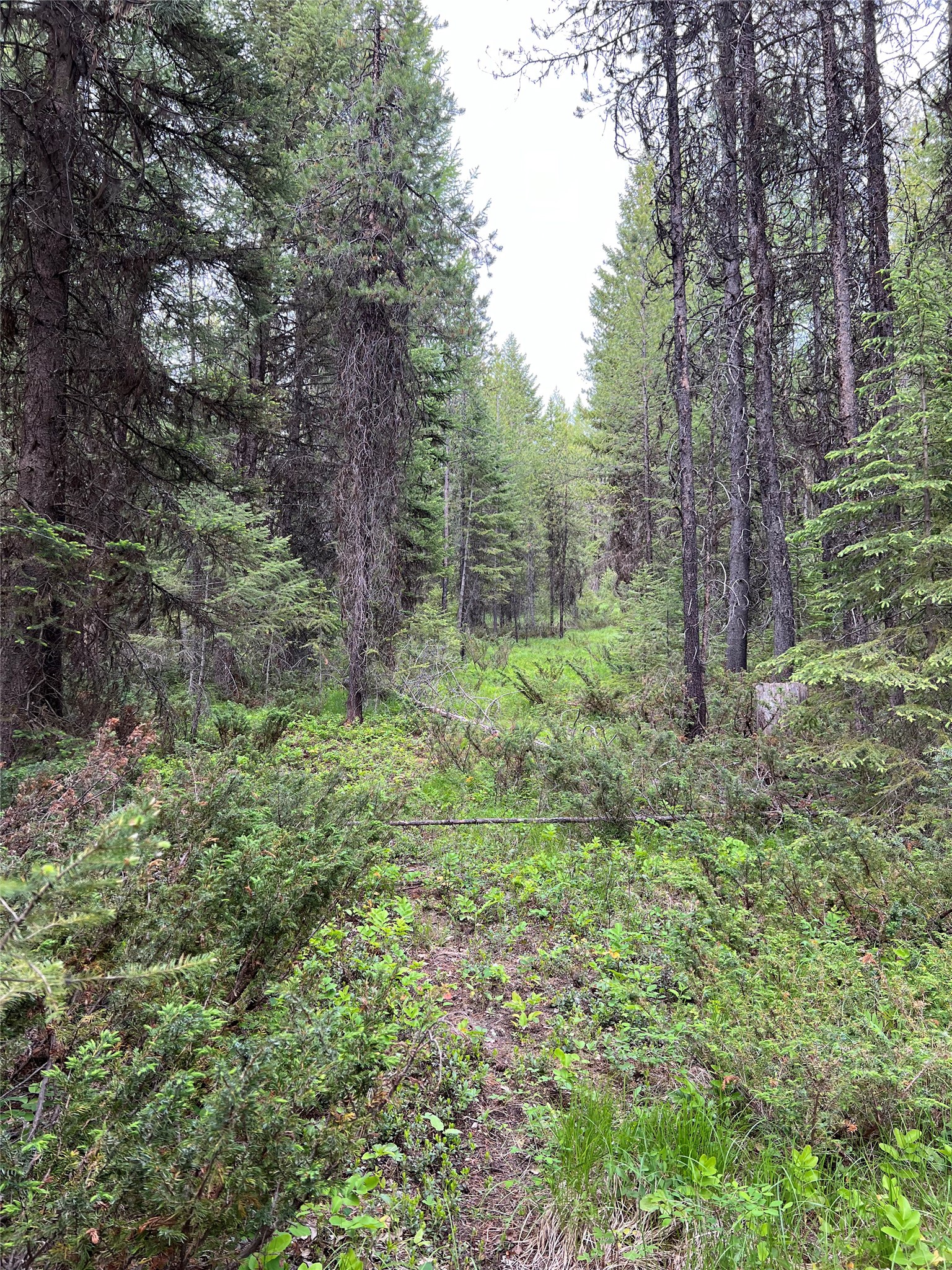 347 Soaring Eagle Trail Property Photo 80