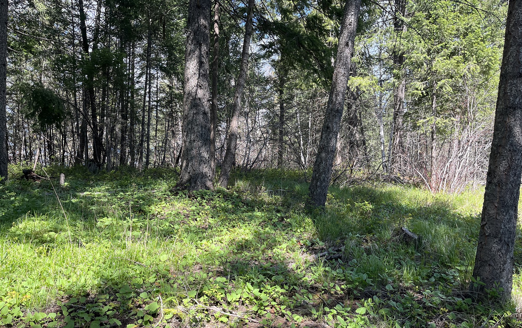 716 Echo Lake Road Property Photo 7