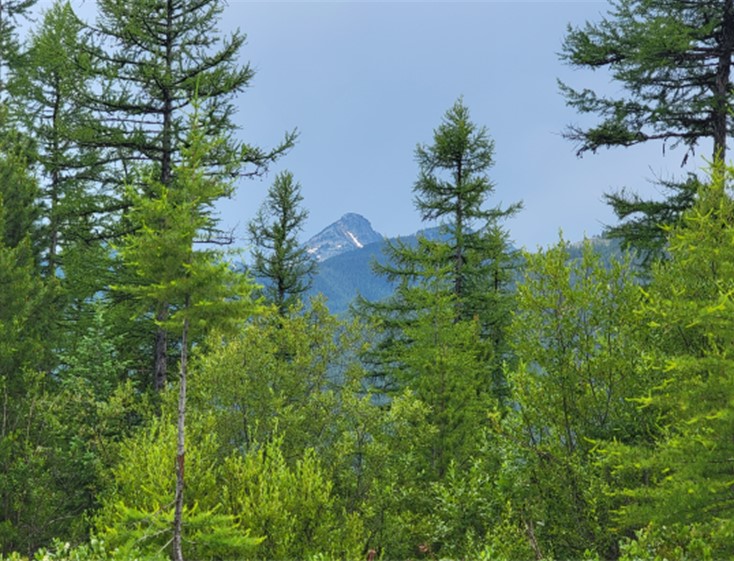 14463 Libby Creek Road Property Photo 13