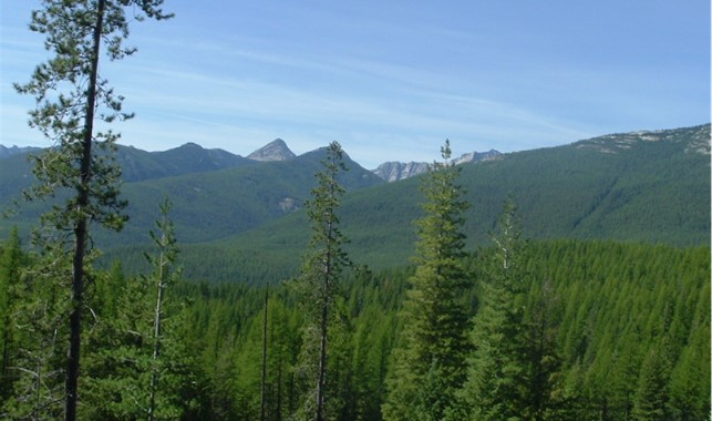 14463 Libby Creek Road Property Photo 16