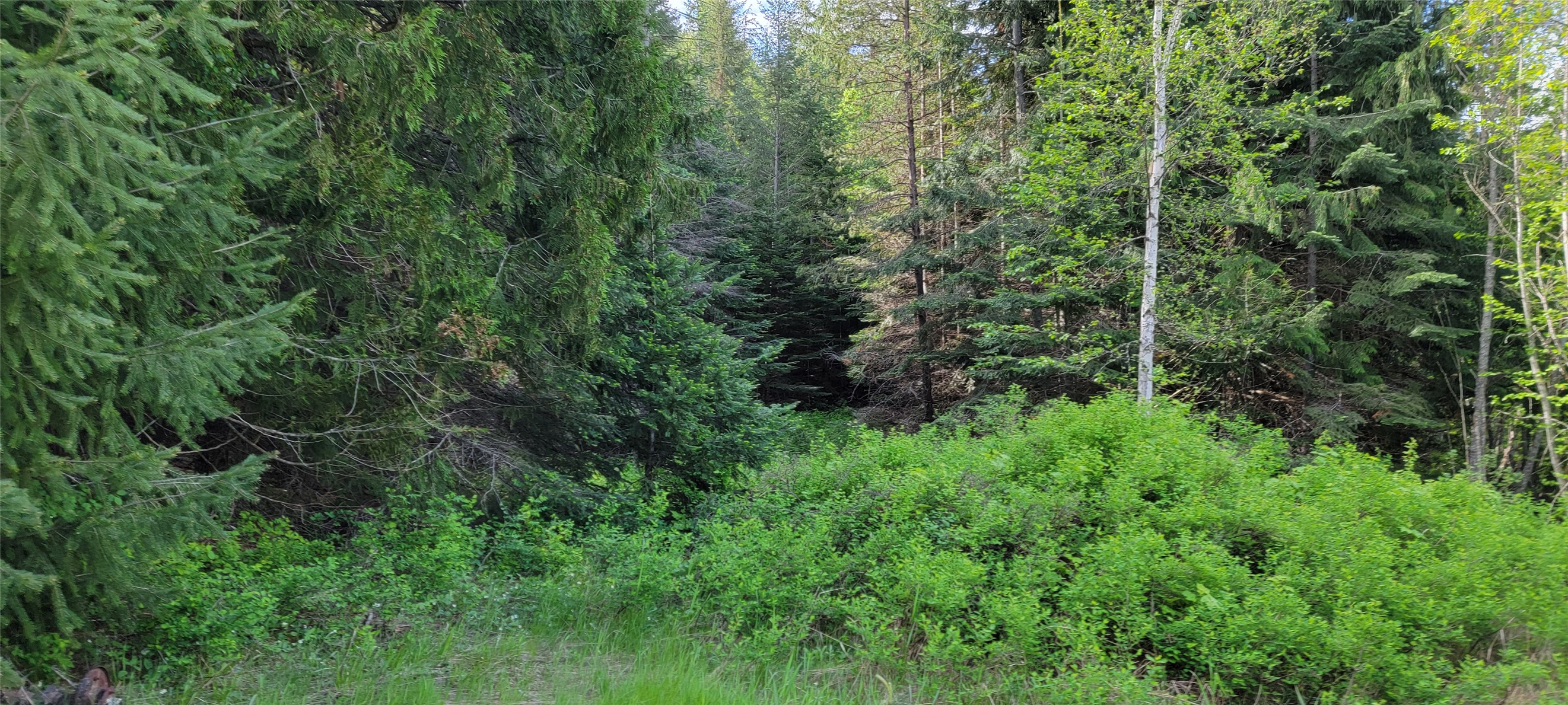 1980 Rabbit Creek Road Property Photo 8