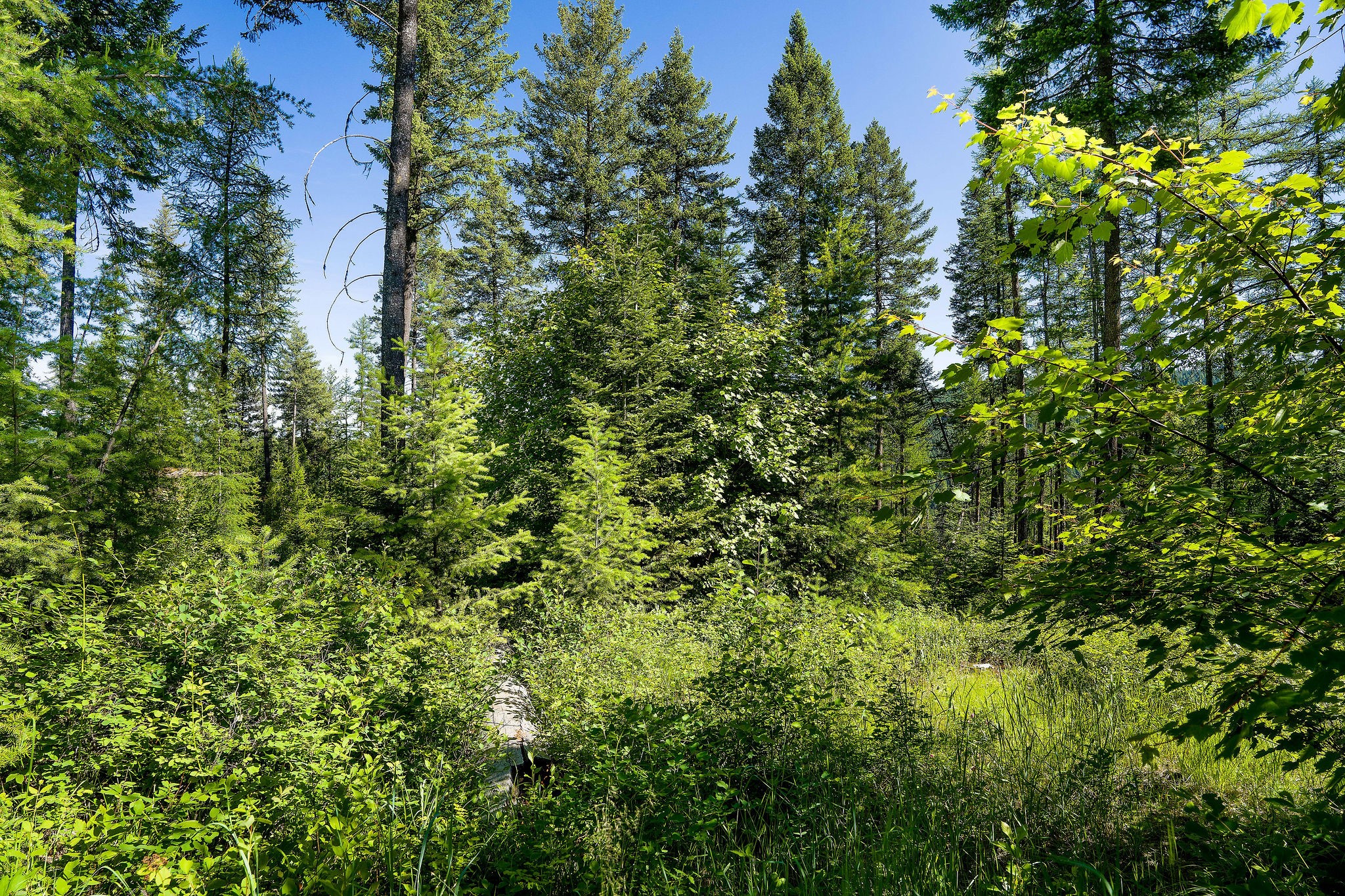 385 Saddlehorn Trail Property Photo 4