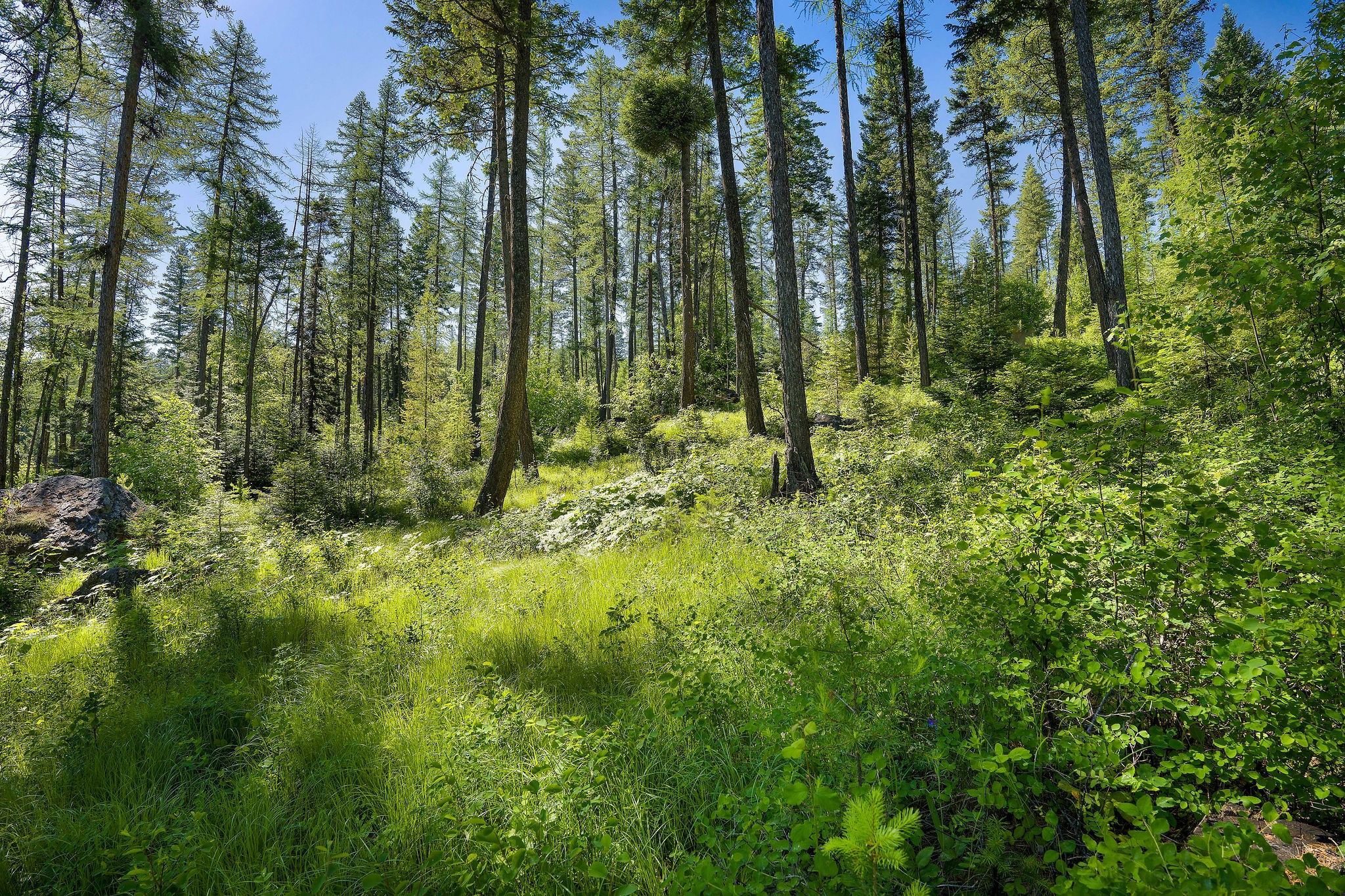 385 Saddlehorn Trail Property Photo 6