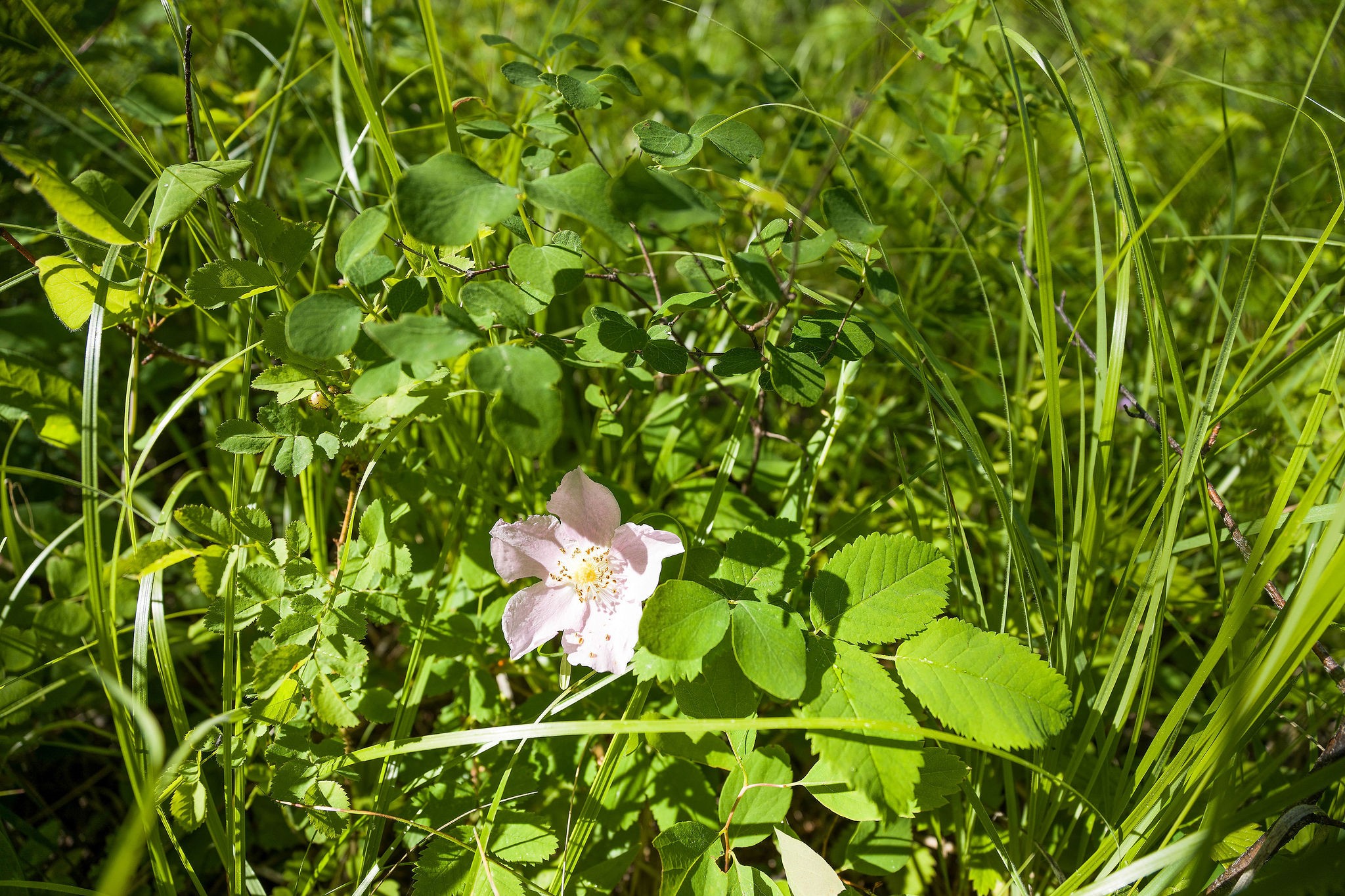 385 Saddlehorn Trail Property Photo 8
