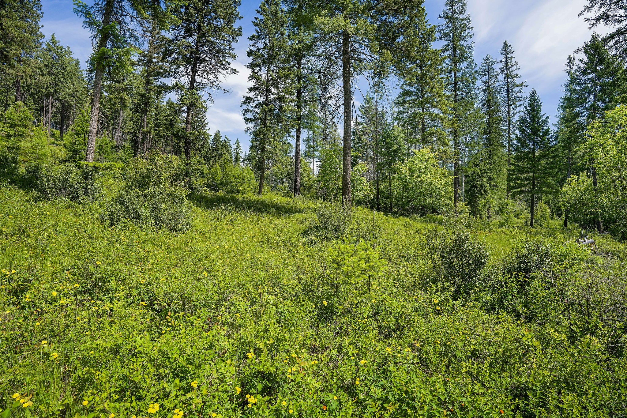 429 Chief Cliff Trail Property Photo 5