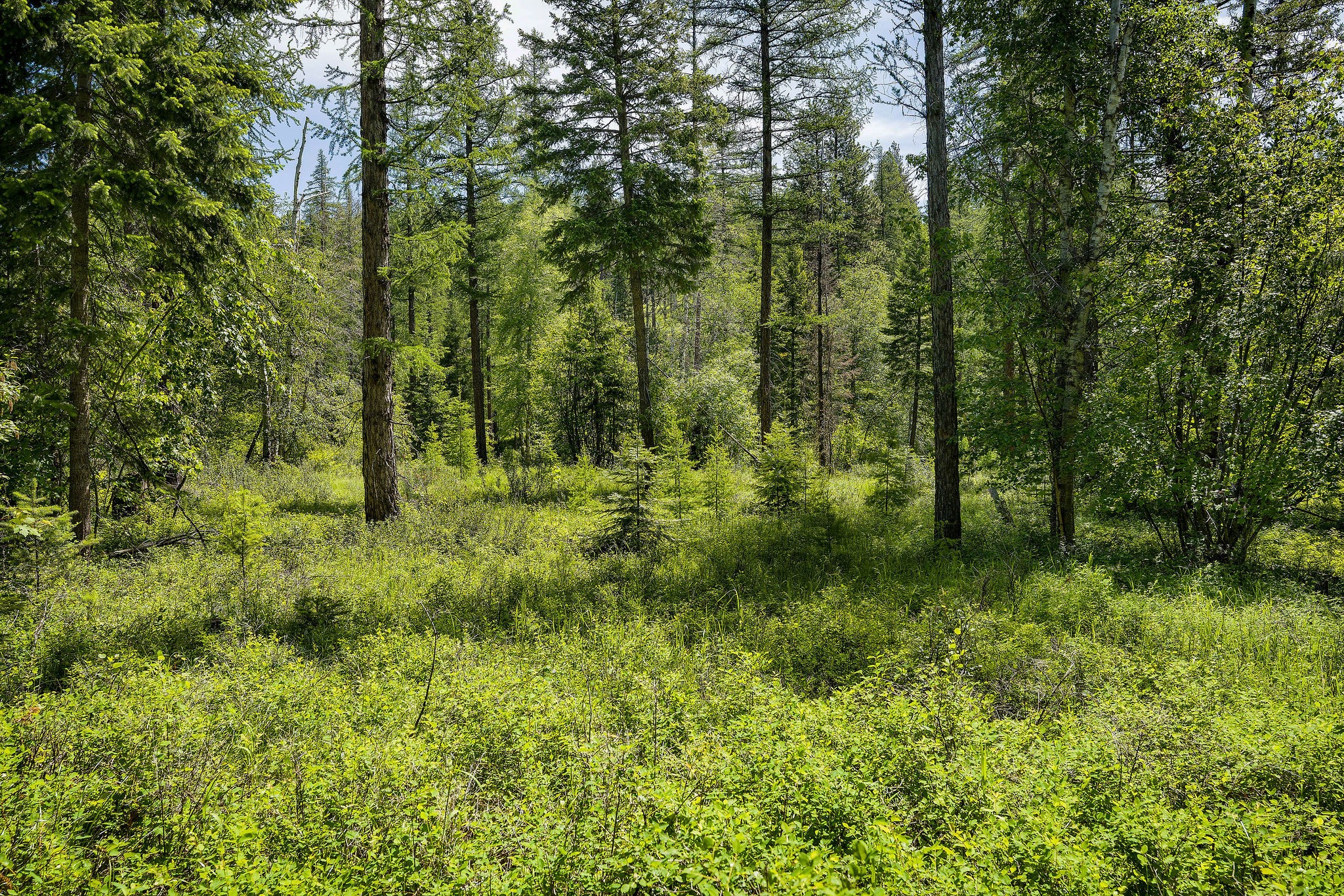 429 Chief Cliff Trail Property Photo 8