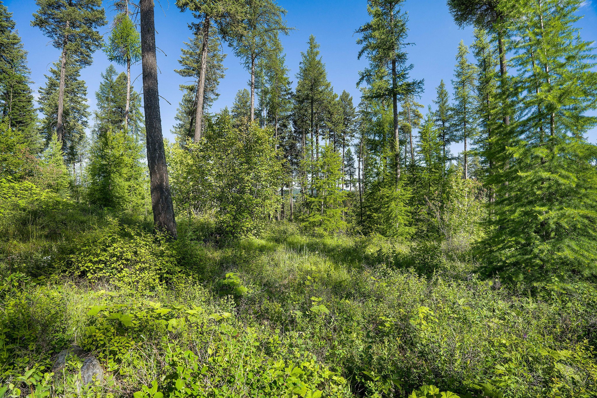 198 Trading Post Trail Property Photo 6